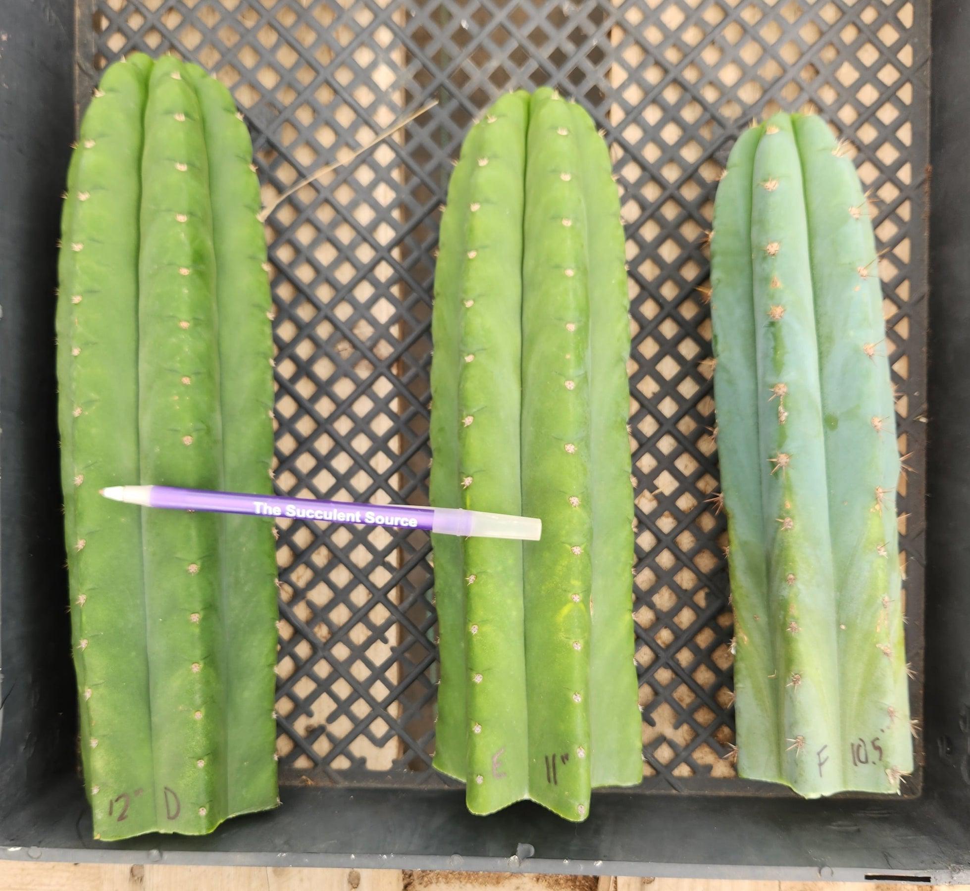 #EC13 EXACT Trichocereus Pachanoi "46" Cactus Potted & Cuttings-Cactus - Large - Exact-The Succulent Source