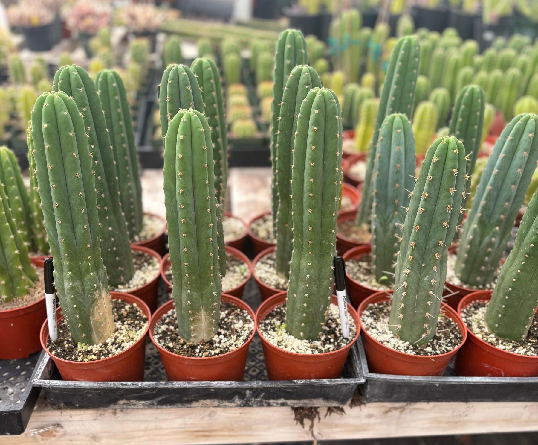 #EC13 EXACT Trichocereus Pachanoi #46 Cactus Potted & Cuttings-Cactus - Large - Exact-The Succulent Source