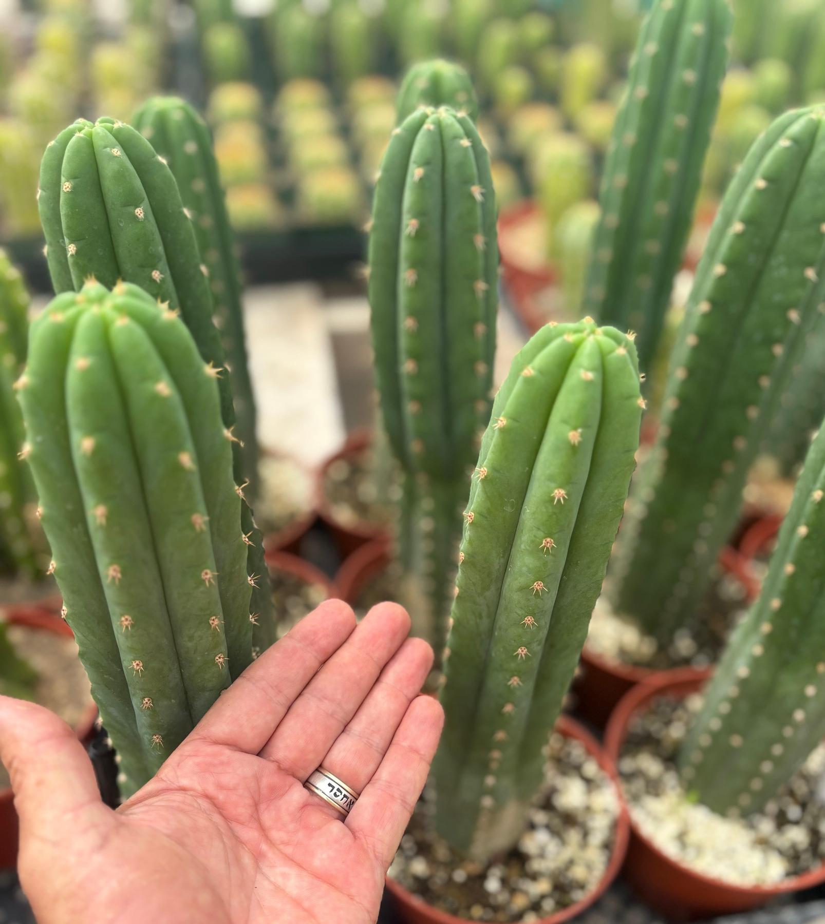 #EC13 EXACT Trichocereus Pachanoi #46 Cactus Potted & Cuttings-Cactus - Large - Exact-The Succulent Source