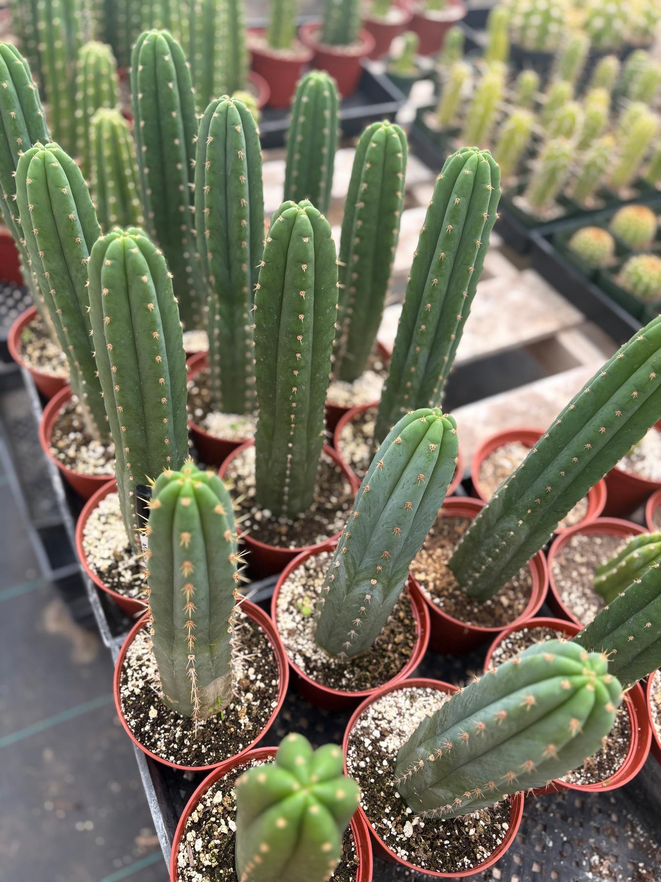 #EC13 EXACT Trichocereus Pachanoi #46 Cactus Potted & Cuttings-Cactus - Large - Exact-The Succulent Source