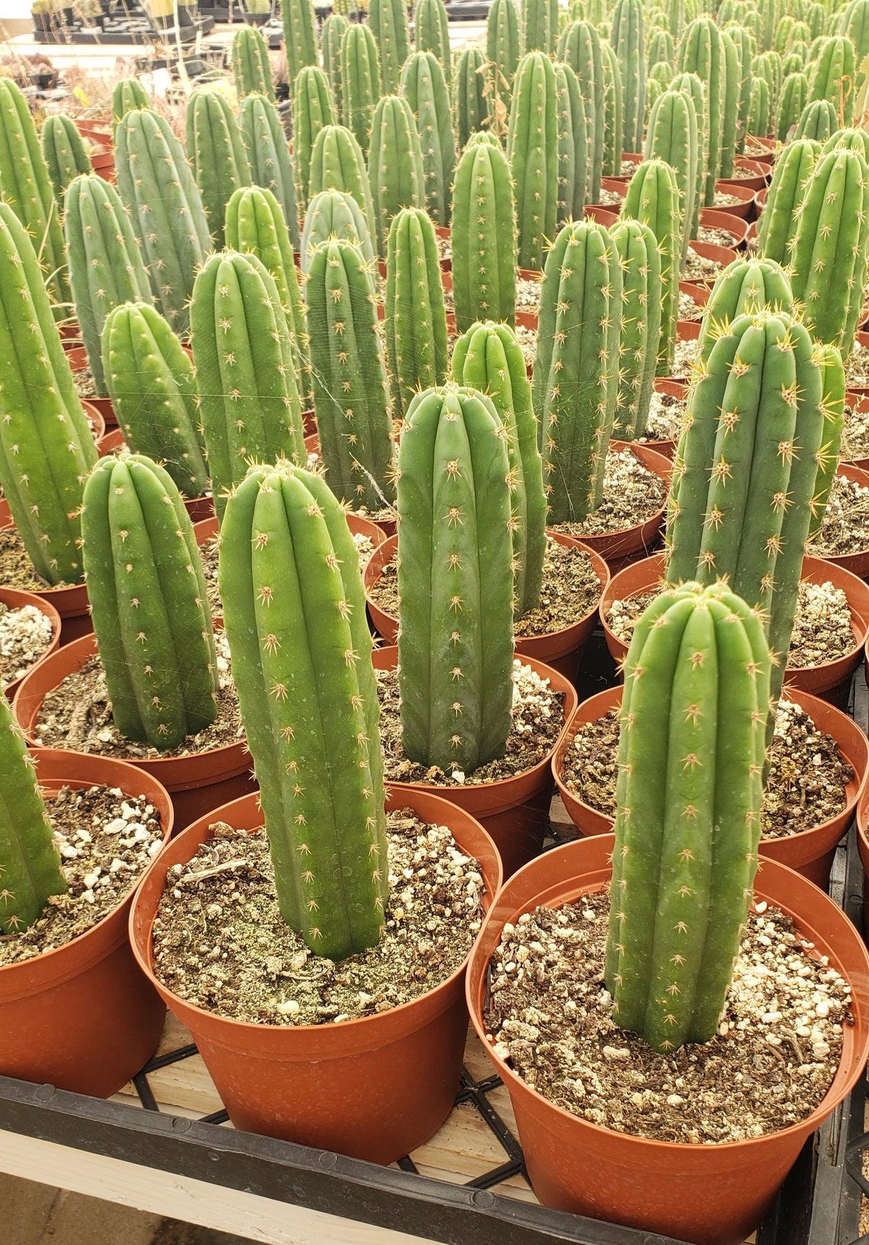 #EC13 EXACT Trichocereus Pachanoi "46" Cactus Potted 6-8"-Cactus - Large - Exact-The Succulent Source