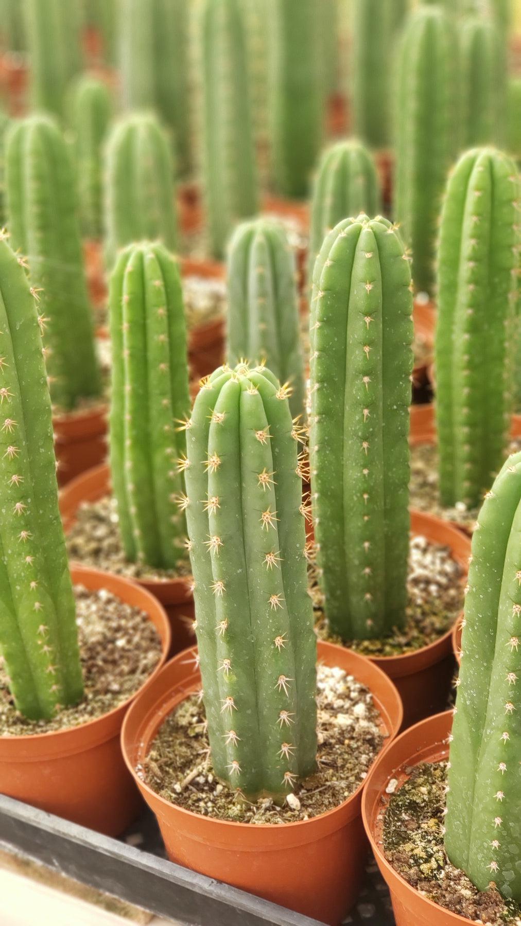 #EC13 EXACT Trichocereus Pachanoi "46" Cactus Potted 6-8"-Cactus - Large - Exact-The Succulent Source