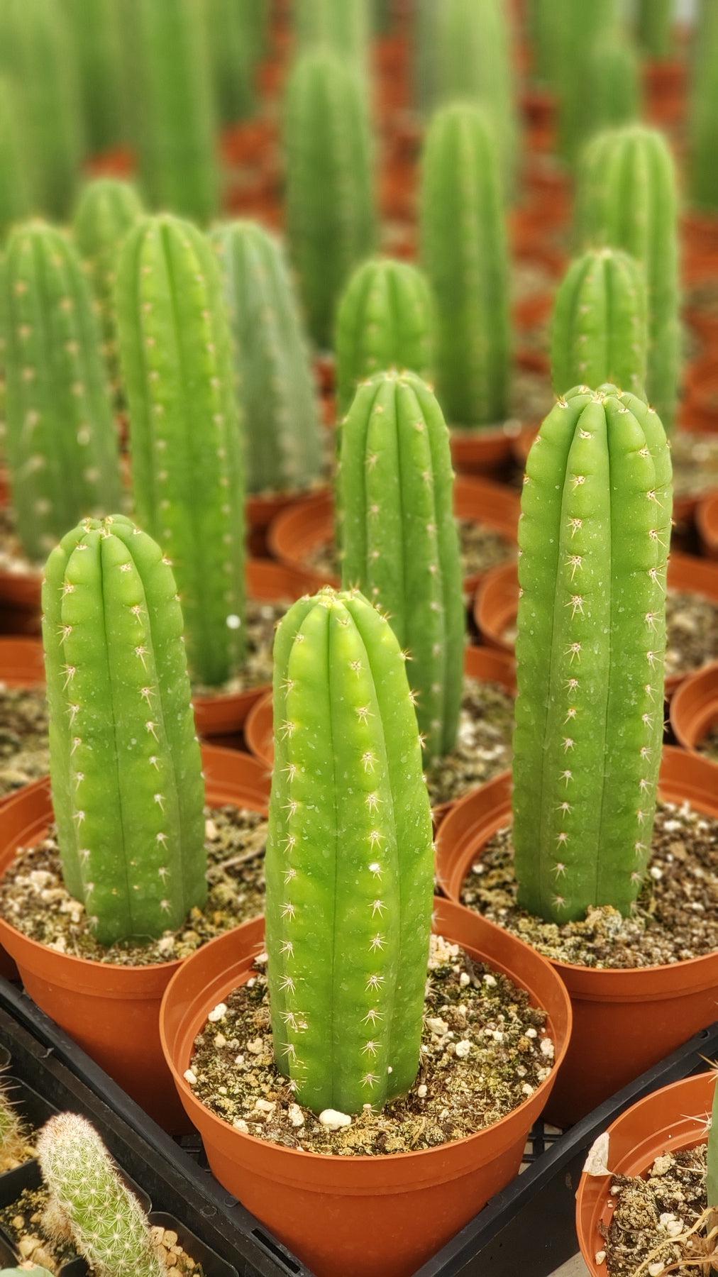 #EC13 EXACT Trichocereus Pachanoi "46" Cactus Potted 6-8"-Cactus - Large - Exact-The Succulent Source