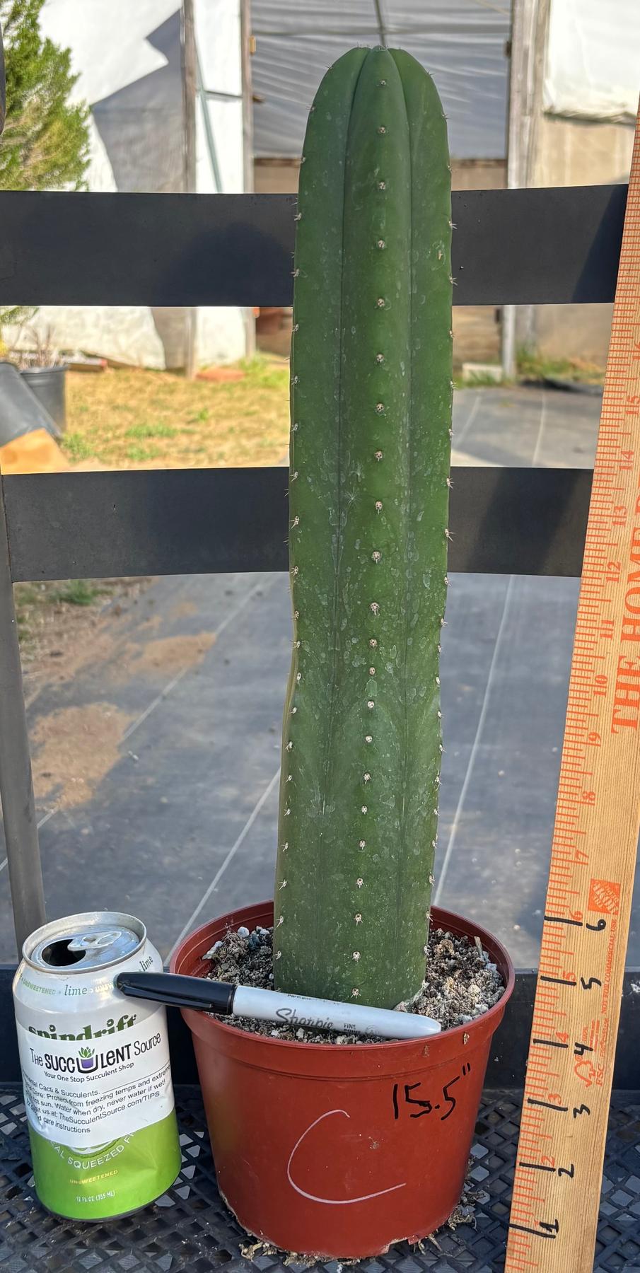 #EC13 EXACT Trichocereus Pachanoi #46 Cactus Potted & Cuttings-Cactus - Large - Exact-The Succulent Source