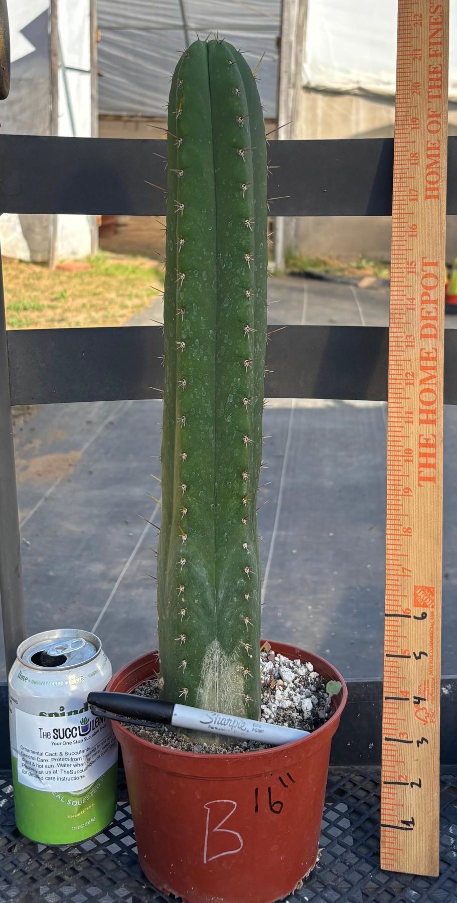 #EC13 EXACT Trichocereus Pachanoi #46 Cactus Potted & Cuttings-Cactus - Large - Exact-The Succulent Source