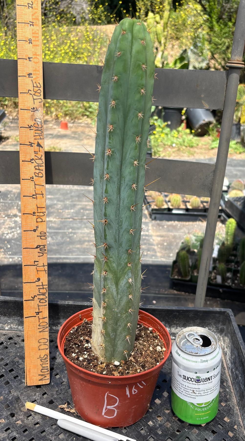 #EC13 EXACT Trichocereus Pachanoi #46 Cactus Potted & Cuttings-Cactus - Large - Exact-The Succulent Source