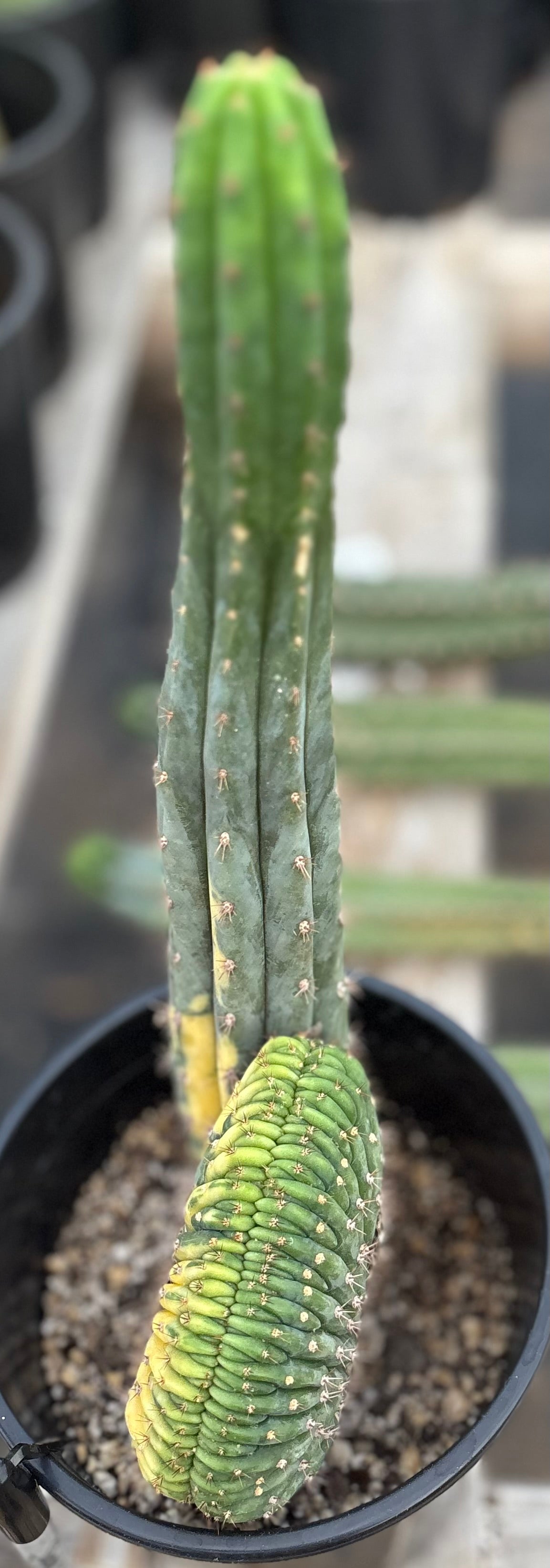 #EC131 EXACT Trichocereus Pachanoi Variegated Crested Cactus 13.5”-Cactus - Large - Exact-The Succulent Source