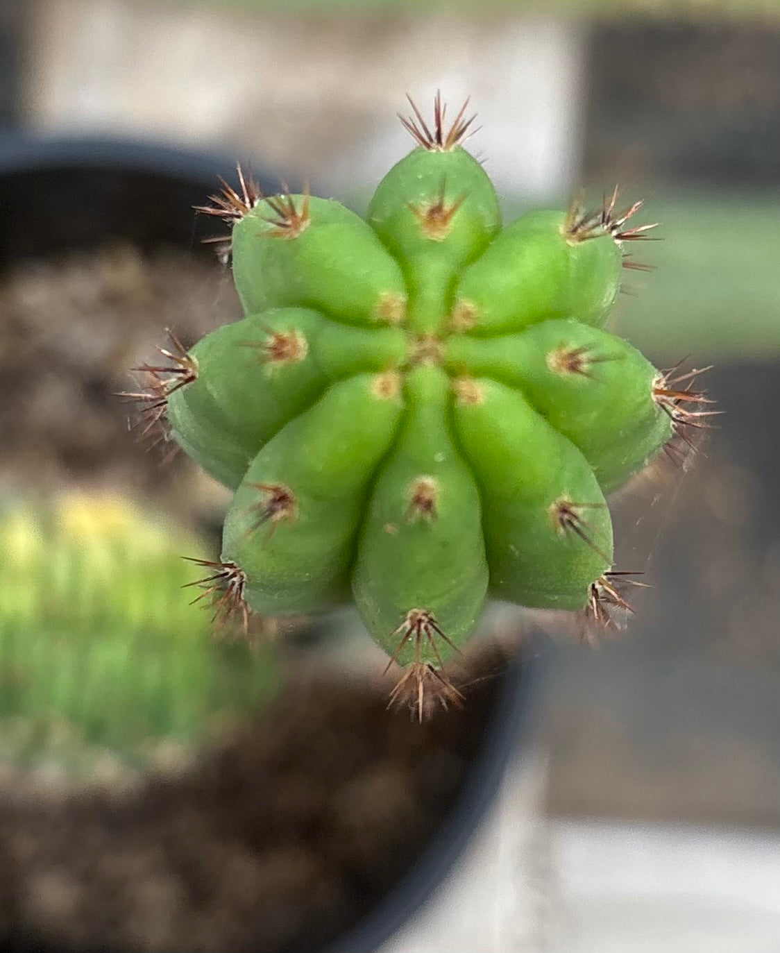 #EC131 EXACT Trichocereus Pachanoi Variegated Crested Cactus 13.5”-Cactus - Large - Exact-The Succulent Source
