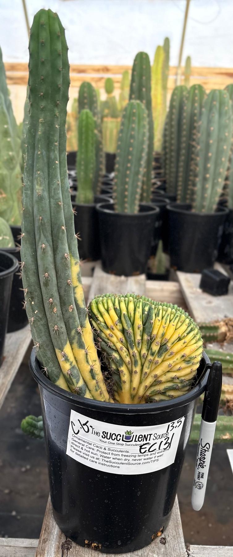 #EC131 EXACT Trichocereus Pachanoi Variegated Crested Cactus 13.5”-Cactus - Large - Exact-The Succulent Source