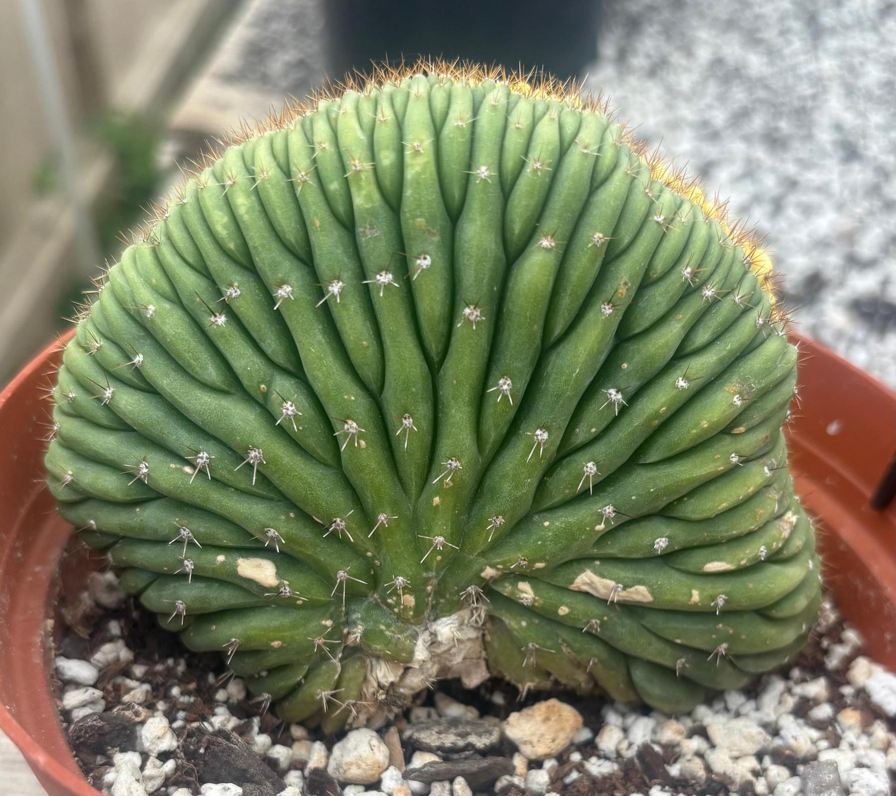 #EC131 EXACT Trichocereus Pachanoi Variegated Crested Cactus-Cactus - Large - Exact-The Succulent Source