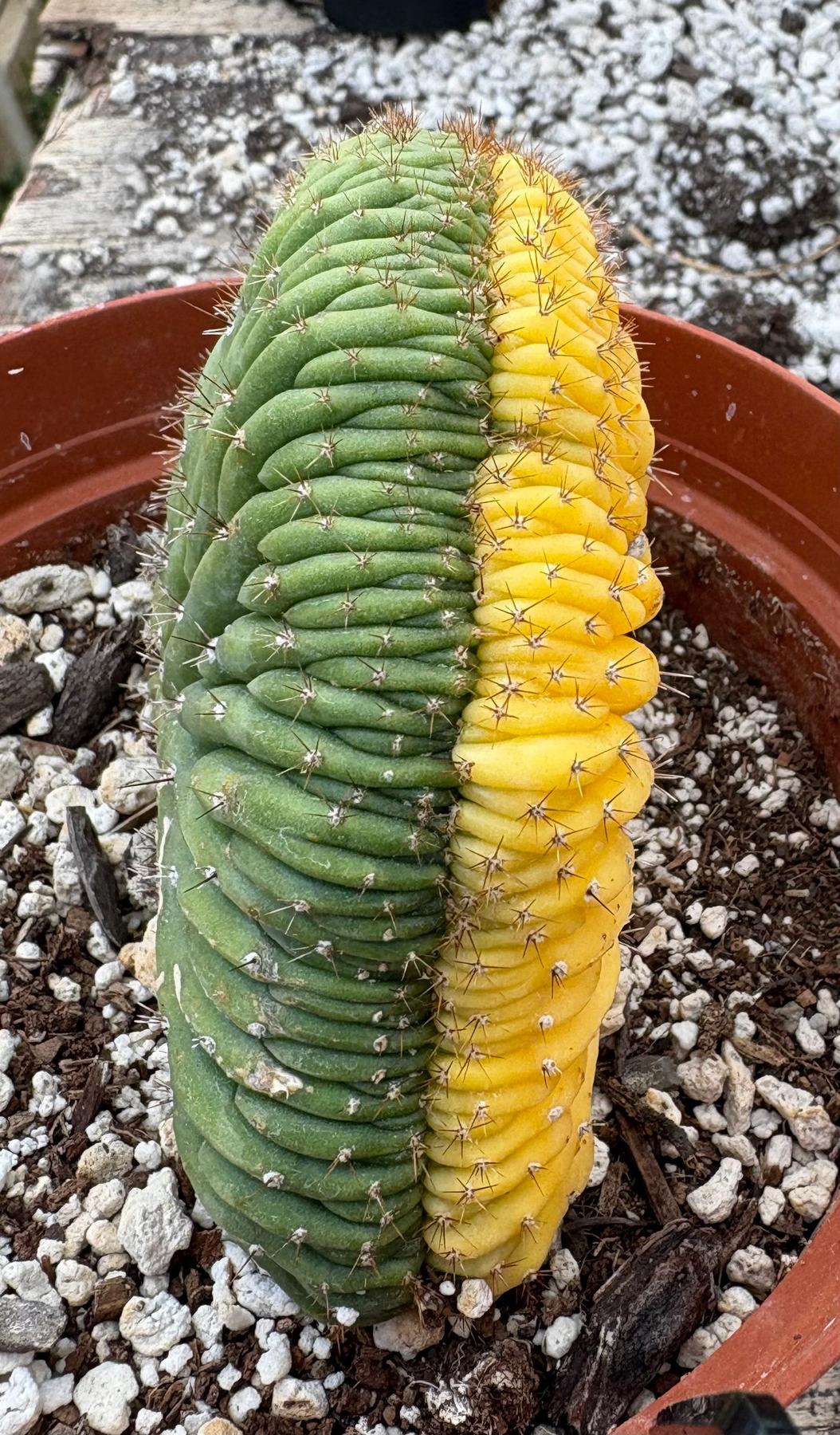 #EC131 EXACT Trichocereus Pachanoi Variegated Crested Cactus-Cactus - Large - Exact-The Succulent Source