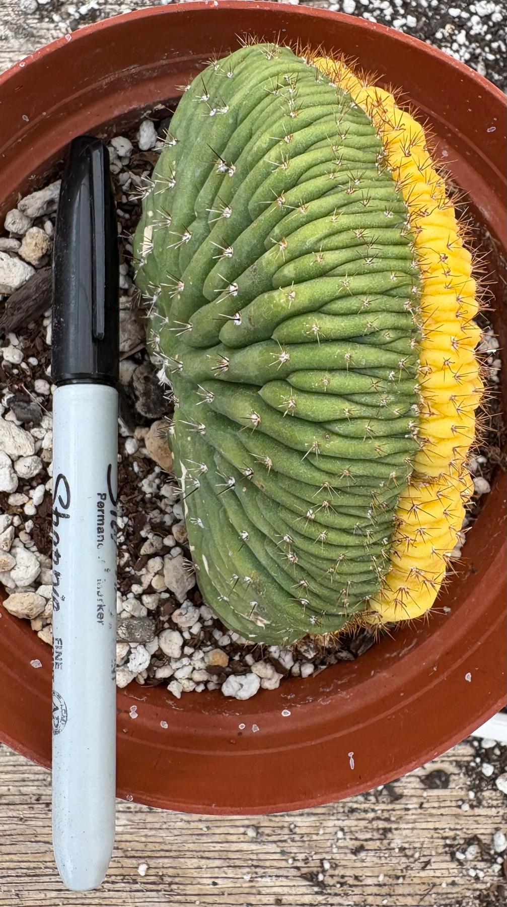 #EC131 EXACT Trichocereus Pachanoi Variegated Crested Cactus-Cactus - Large - Exact-The Succulent Source