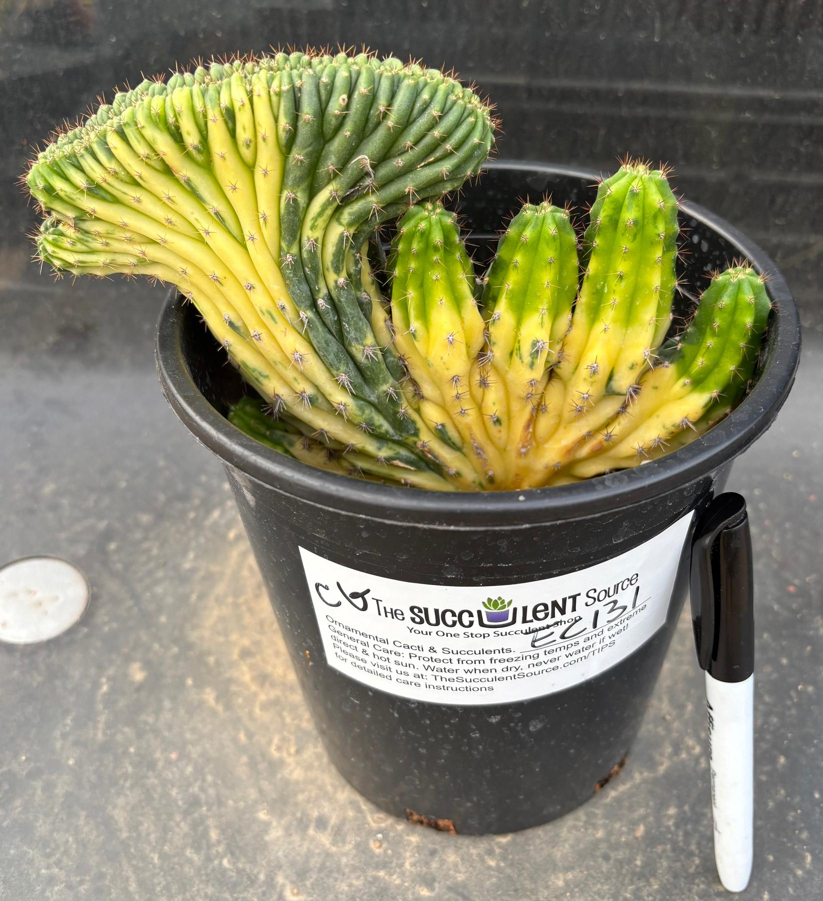 #EC131 EXACT Trichocereus Pachanoi Variegated Crested Cactus-Cactus - Large - Exact-The Succulent Source