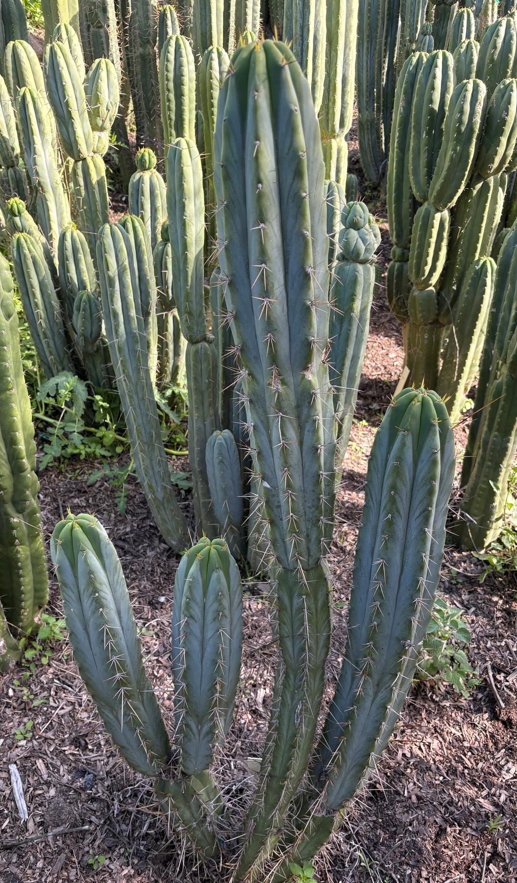 #EC133 EXACT Trichocereus Bridgesoid "Boulder" Cactus 8-9"-Cactus - Large - Exact-The Succulent Source