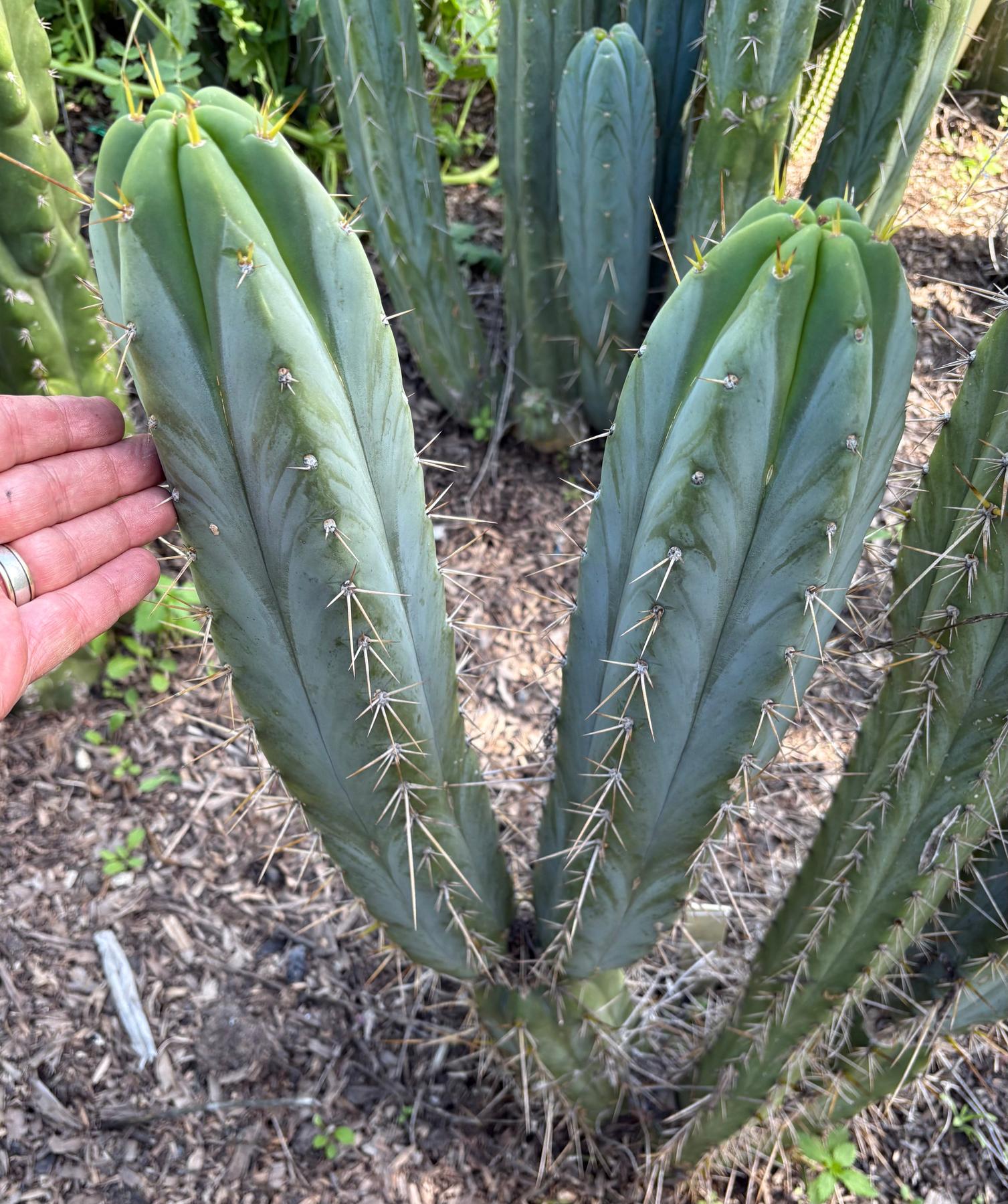 #EC133 EXACT Trichocereus Bridgesoid "Boulder" Cactus 8-9"-Cactus - Large - Exact-The Succulent Source