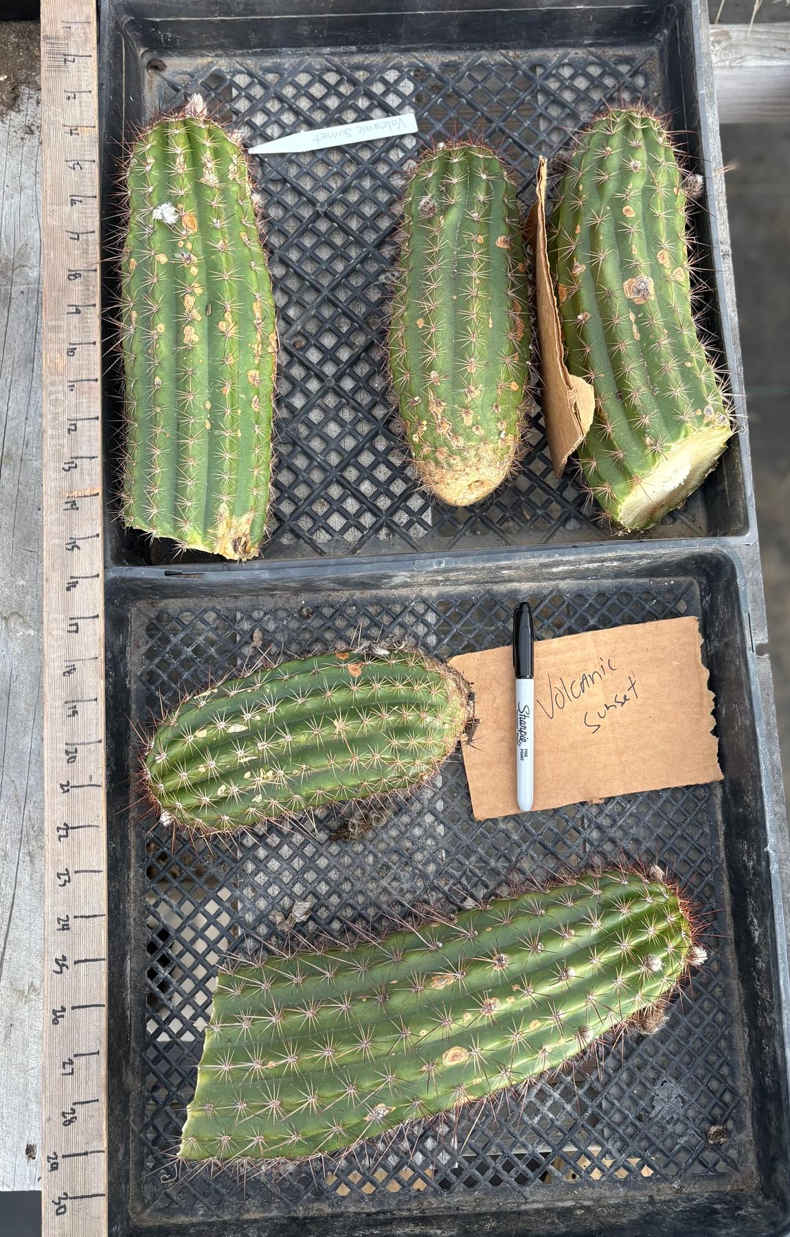 #EC136 EXACT Trichocereus Hybrid Volcanic Sunset Cactus Cutting-Cactus - Large - Exact-The Succulent Source