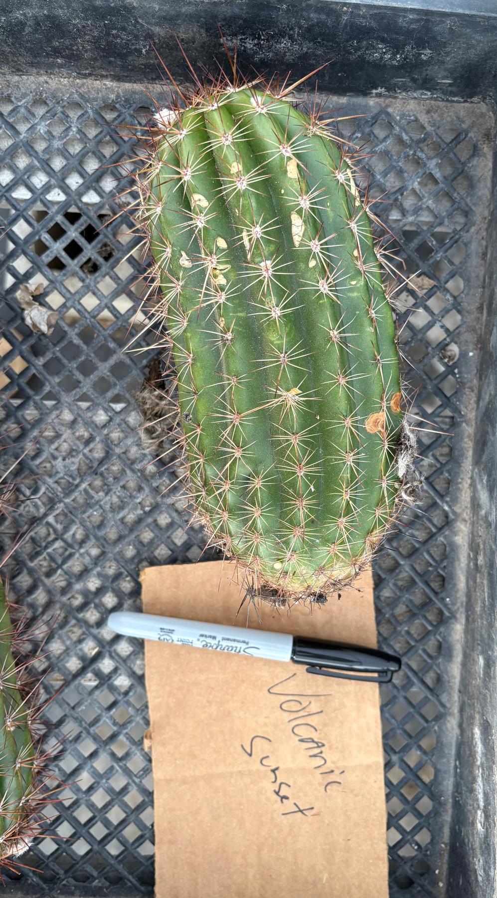 #EC136 EXACT Trichocereus Hybrid Volcanic Sunset Cactus Cutting-Cactus - Large - Exact-The Succulent Source