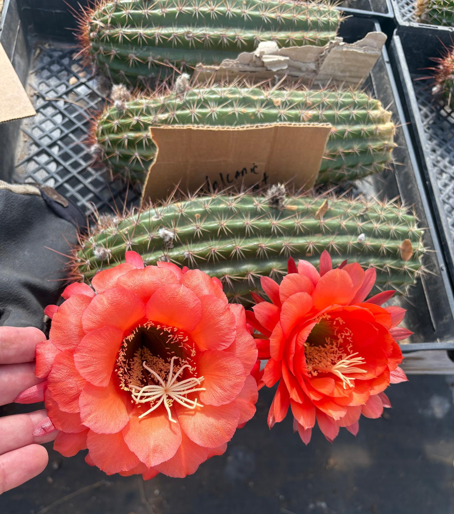#EC136 EXACT Trichocereus Hybrid Volcanic Sunset Cactus Cutting-Cactus - Large - Exact-The Succulent Source