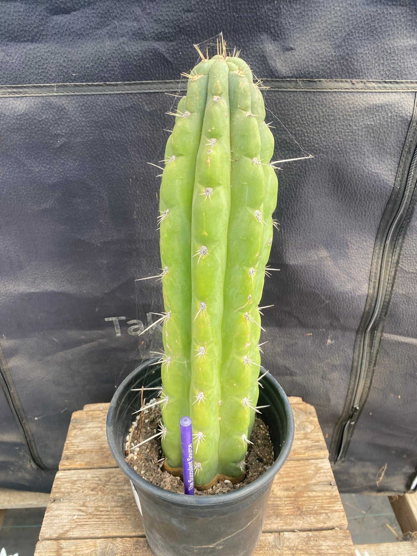 #EC136 EXACT Trichocereus Knuthianus like Cactus 13 "-Cactus - Large - Exact-The Succulent Source