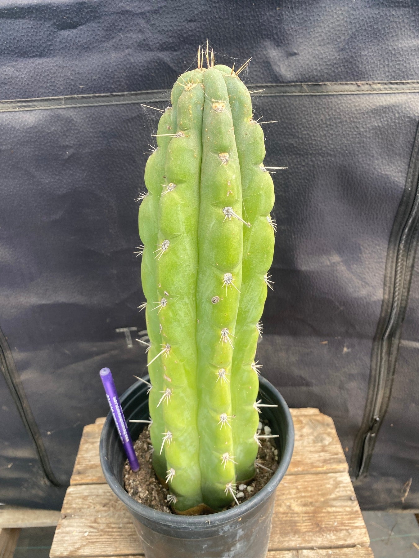 #EC136 EXACT Trichocereus Knuthianus like Cactus 13 "-Cactus - Large - Exact-The Succulent Source