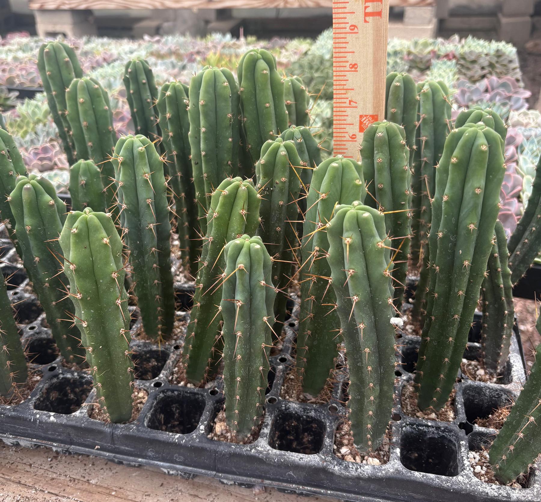 #EC137 EXACT Trichocereus Hybrid Bridgesii Ribshifter X Bridgesii Melti Cactus Seedling 6-7”-Cactus - Large - Exact-The Succulent Source