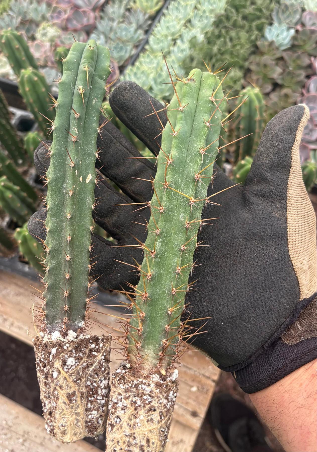 #EC137 EXACT Trichocereus Hybrid Bridgesii Ribshifter X Bridgesii Melti Cactus Seedling 6-7”-Cactus - Large - Exact-The Succulent Source