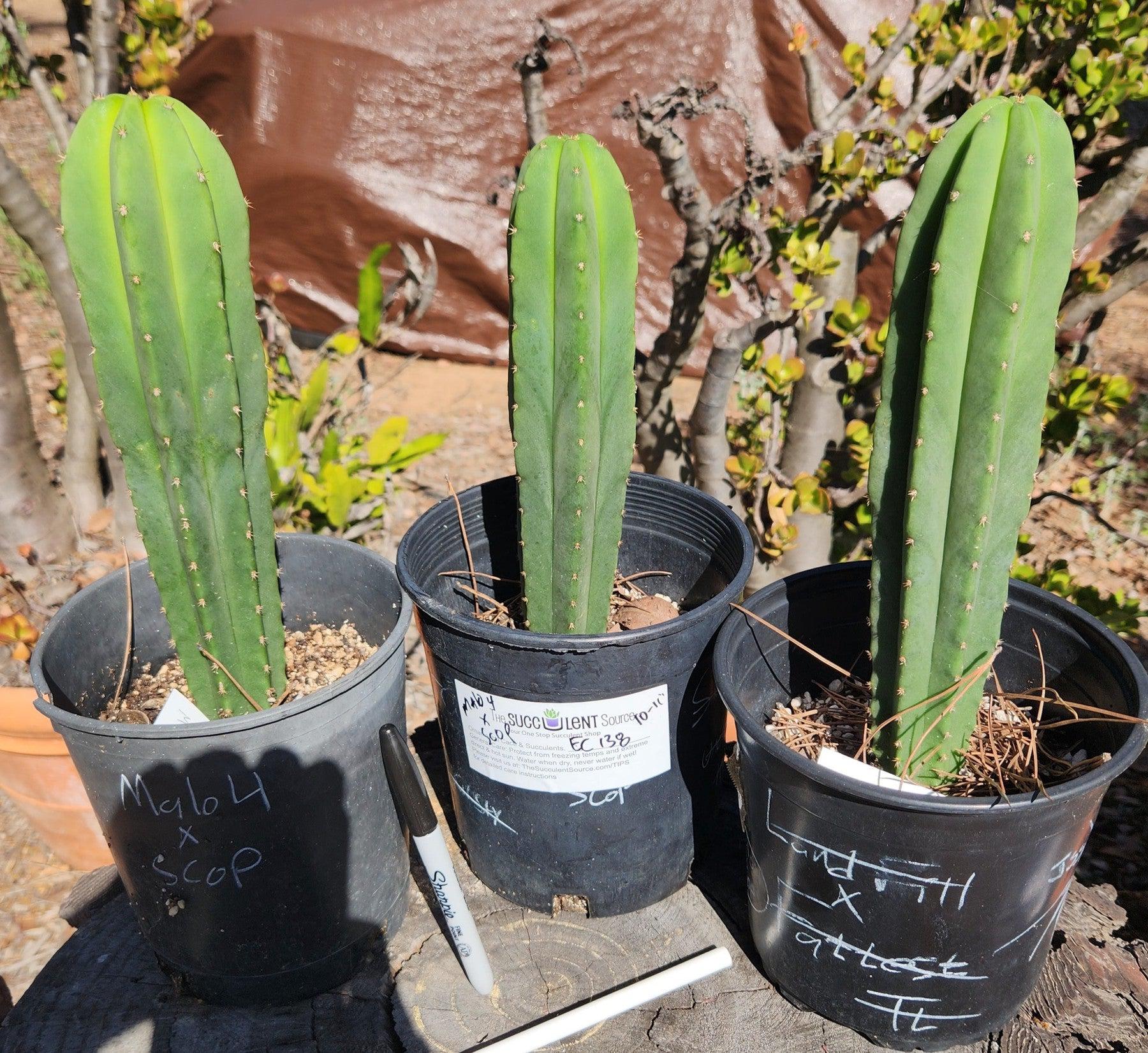 #EC138 EXACT Trichocereus Hybrid Scopulicola Scop Potted Specimens-Cactus - Large - Exact-The Succulent Source