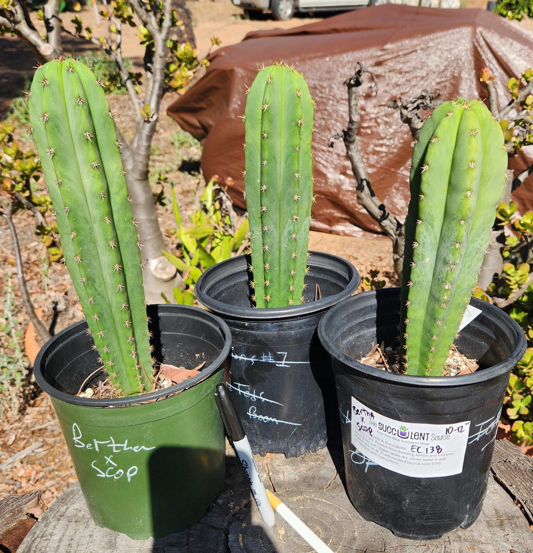 #EC138 EXACT Trichocereus Hybrid Scopulicola Scop Potted Specimens-Cactus - Large - Exact-The Succulent Source