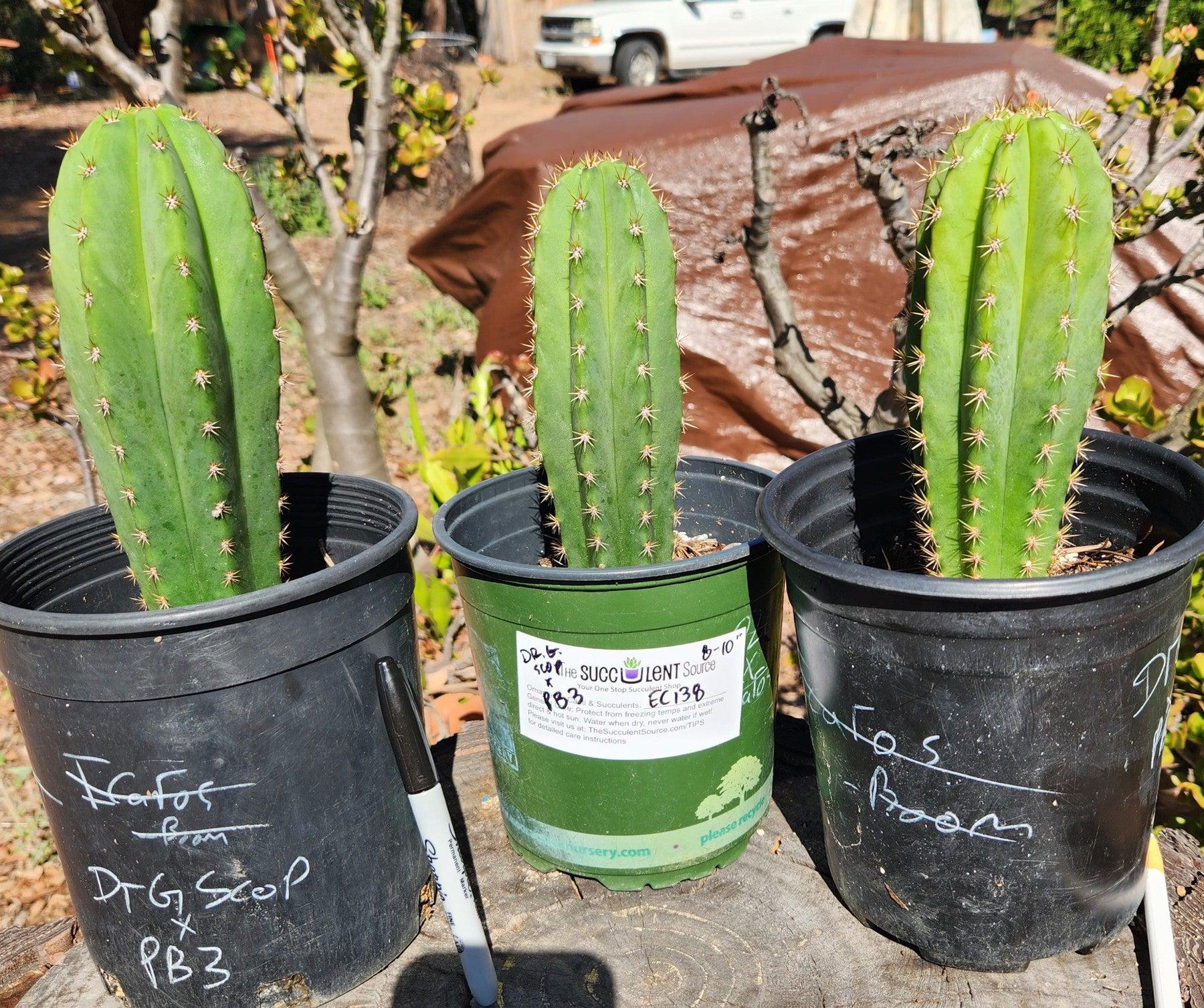 #EC138 EXACT Trichocereus Hybrid Scopulicola Scop Potted Specimens-Cactus - Large - Exact-The Succulent Source