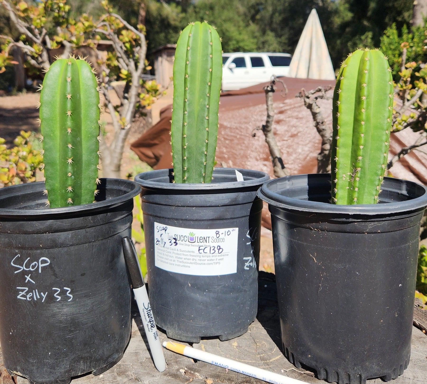 #EC138 EXACT Trichocereus Hybrid Scopulicola Scop Potted Specimens-Cactus - Large - Exact-The Succulent Source