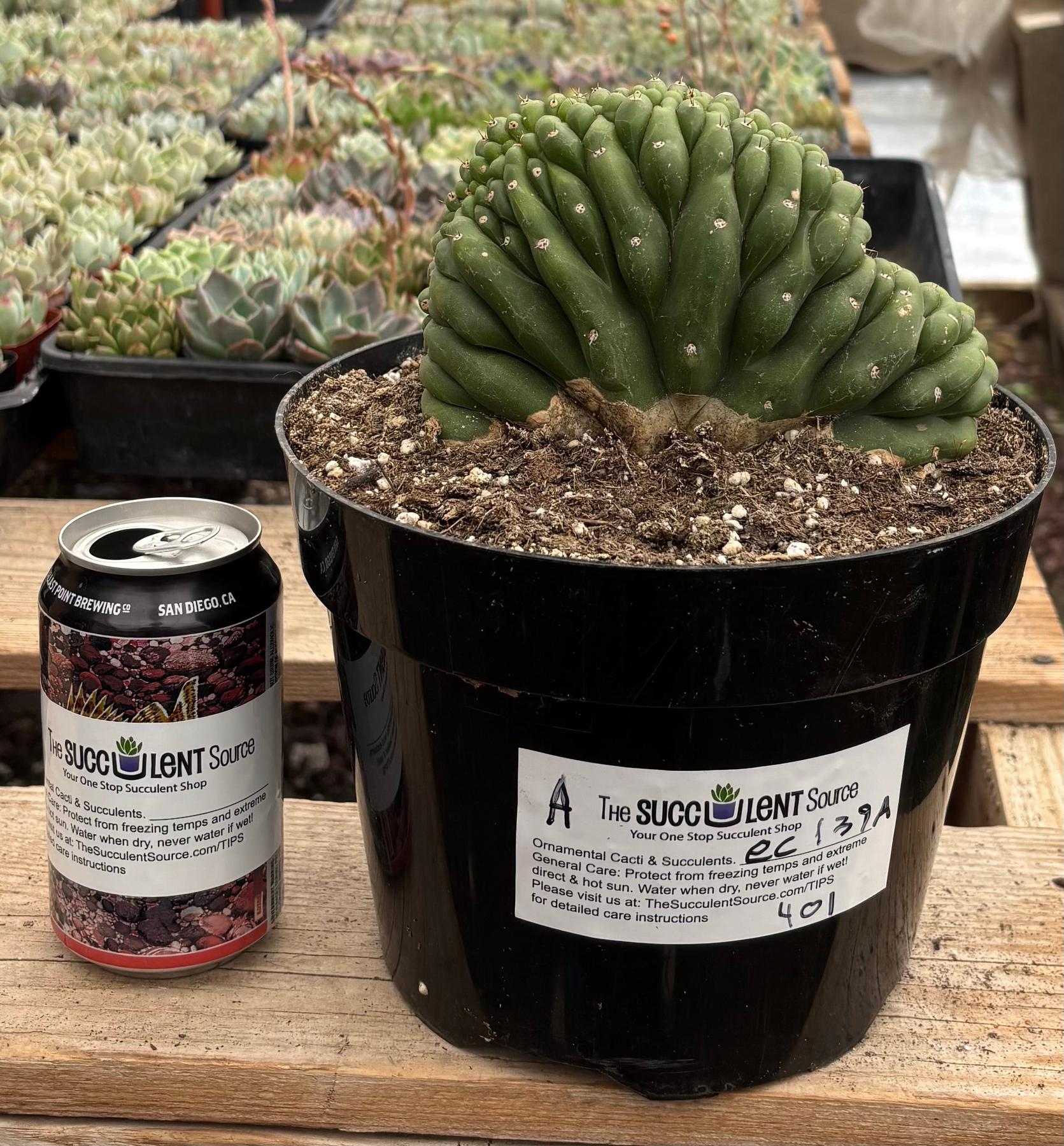 #EC139 EXACT Trichocereus Pachanoi San Pedro Crested Cactus in 8"-Cactus - Large - Exact-The Succulent Source