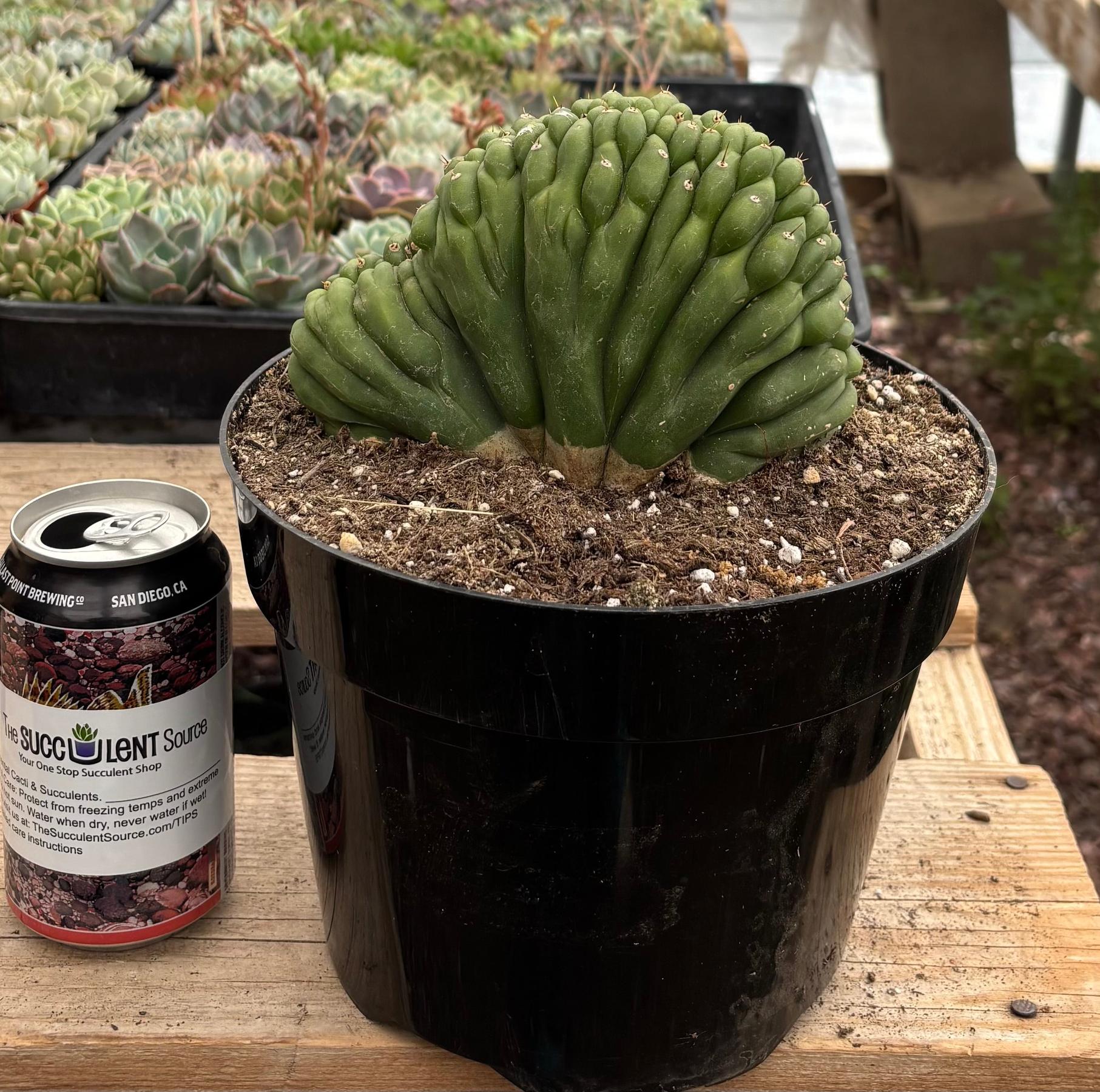 #EC139 EXACT Trichocereus Pachanoi San Pedro Crested Cactus in 8"-Cactus - Large - Exact-The Succulent Source