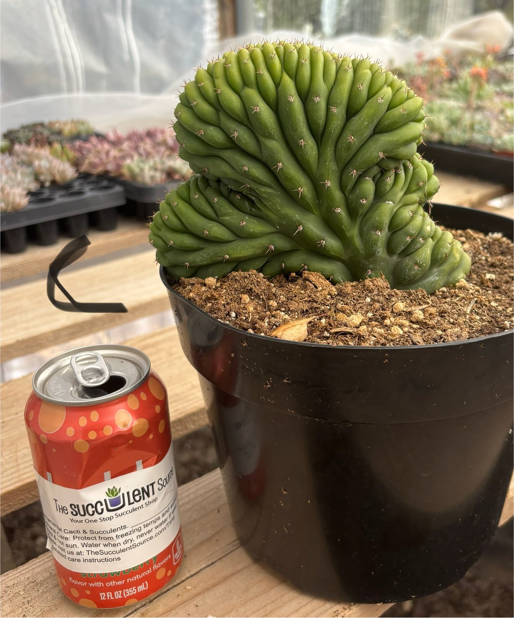 #EC139 EXACT Trichocereus Pachanoi San Pedro Crested Cactus in 8"-Cactus - Large - Exact-The Succulent Source