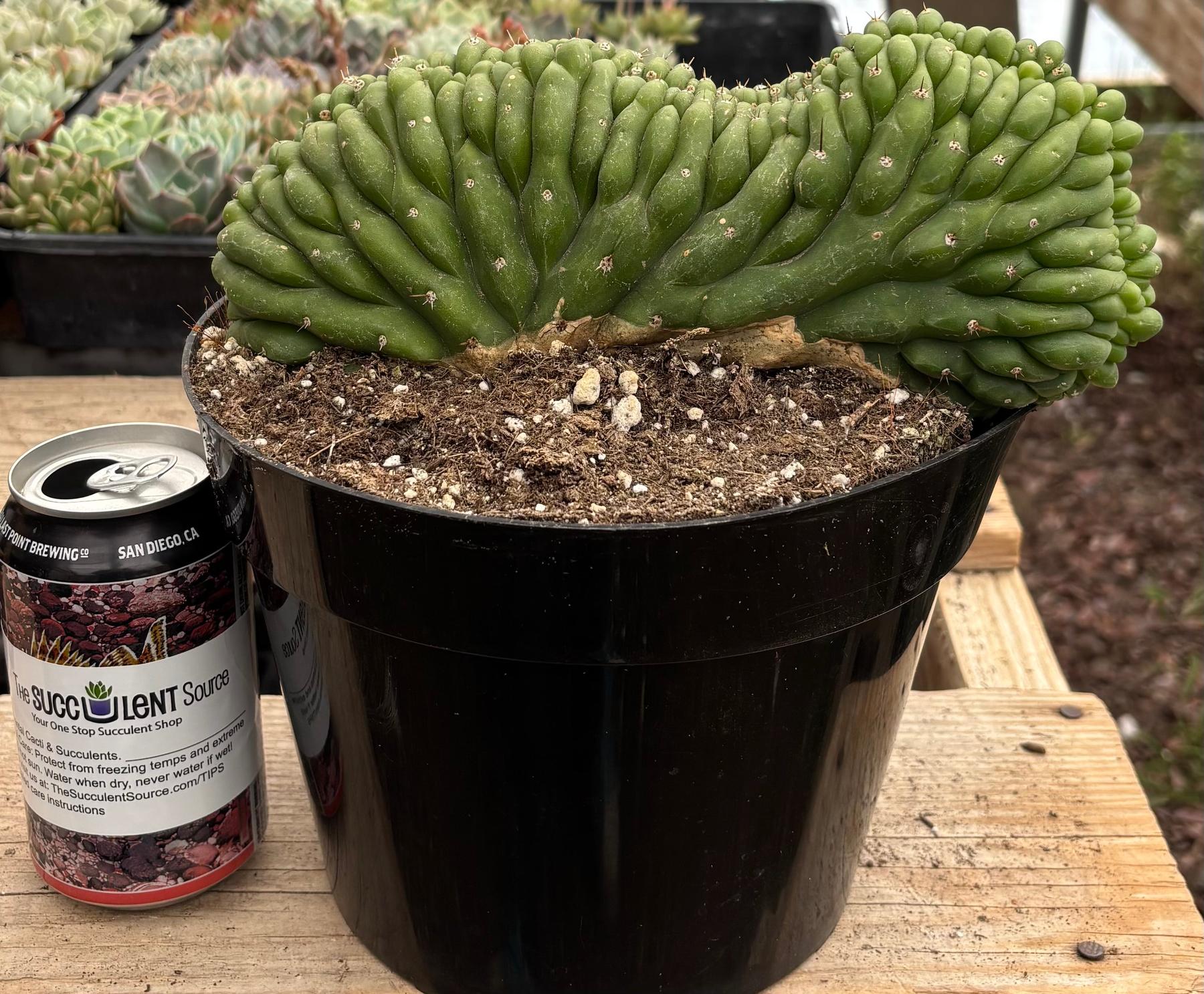 #EC139 EXACT Trichocereus Pachanoi San Pedro Crested Cactus in 8"-Cactus - Large - Exact-The Succulent Source