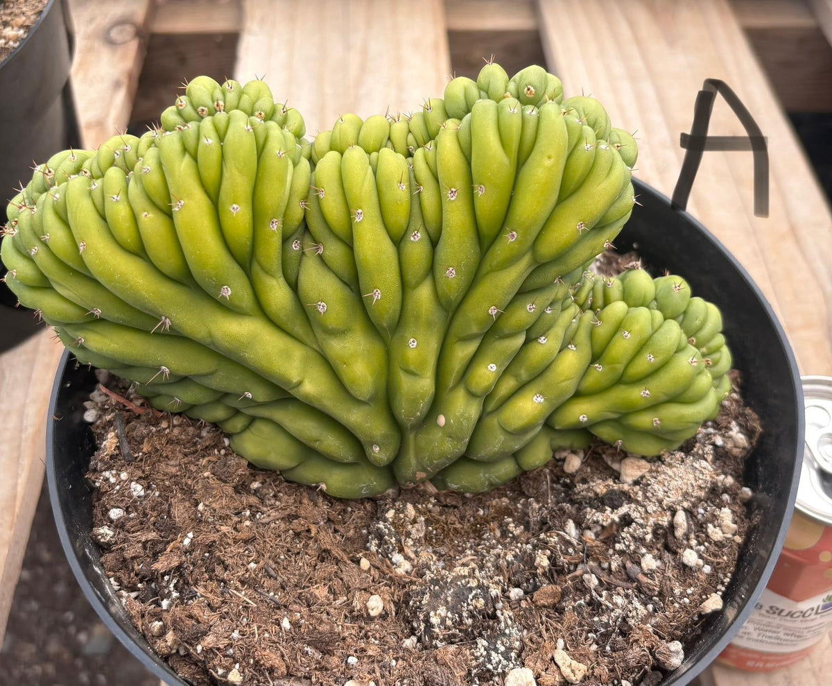 #EC139 EXACT Trichocereus Pachanoi San Pedro Crested Cactus in 8"-Cactus - Large - Exact-The Succulent Source