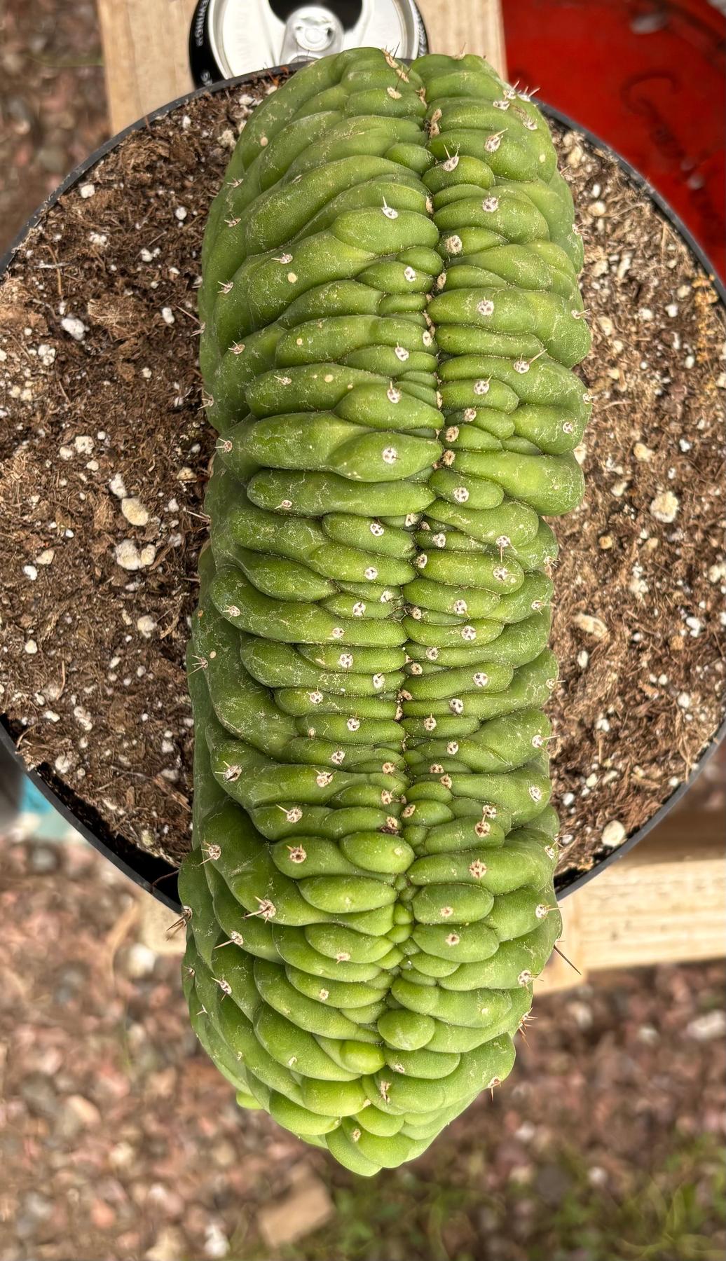 #EC139 EXACT Trichocereus Pachanoi San Pedro Crested Cactus in 8"-Cactus - Large - Exact-The Succulent Source