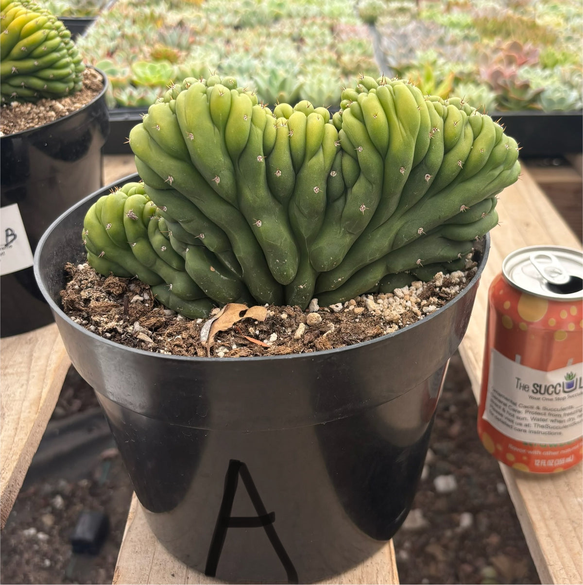 #EC139 EXACT Trichocereus Pachanoi San Pedro Crested Cactus in 8"-Cactus - Large - Exact-The Succulent Source