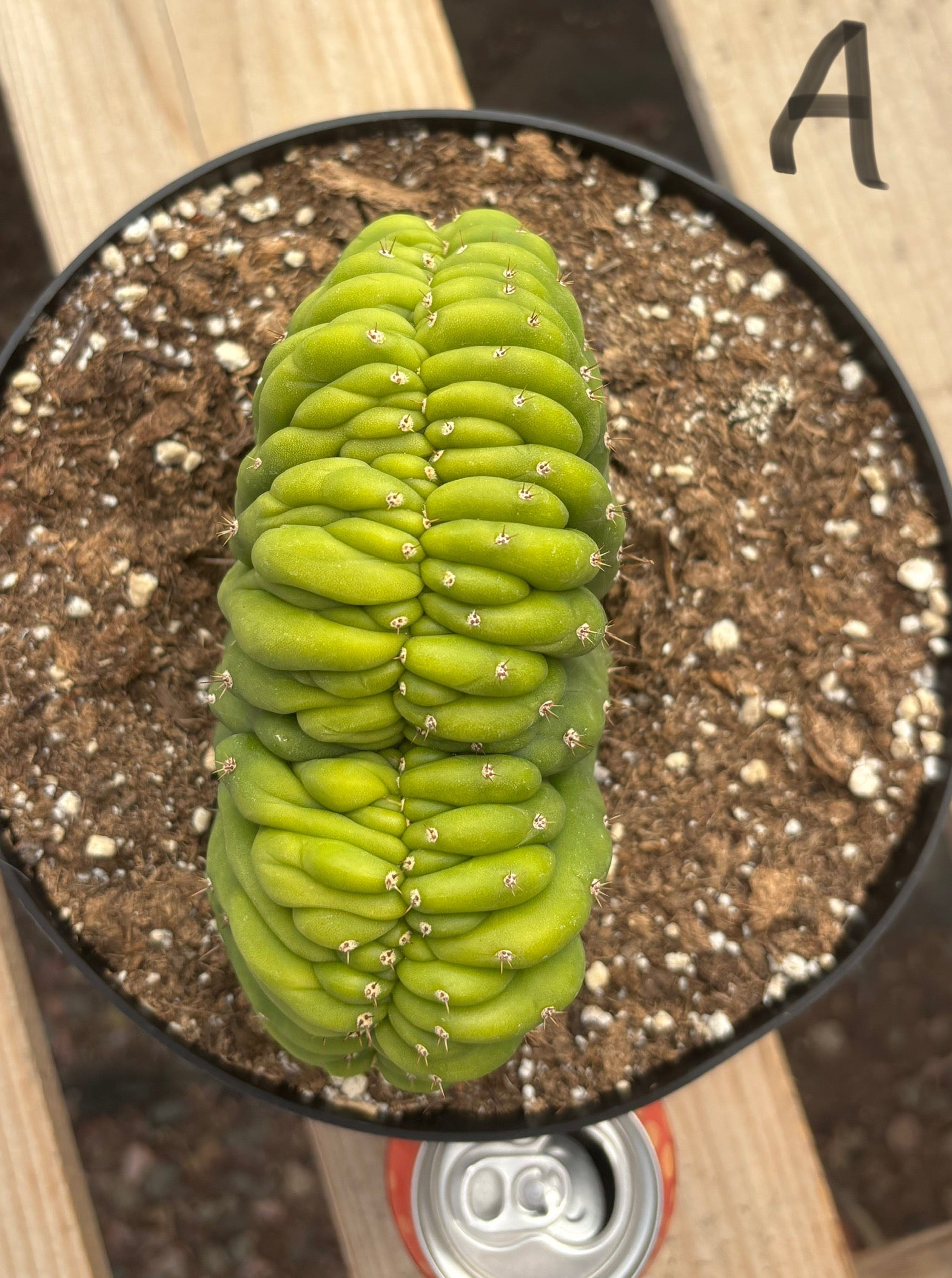 #EC139 EXACT Trichocereus Pachanoi San Pedro Crested Cactus in 8"-Cactus - Large - Exact-The Succulent Source