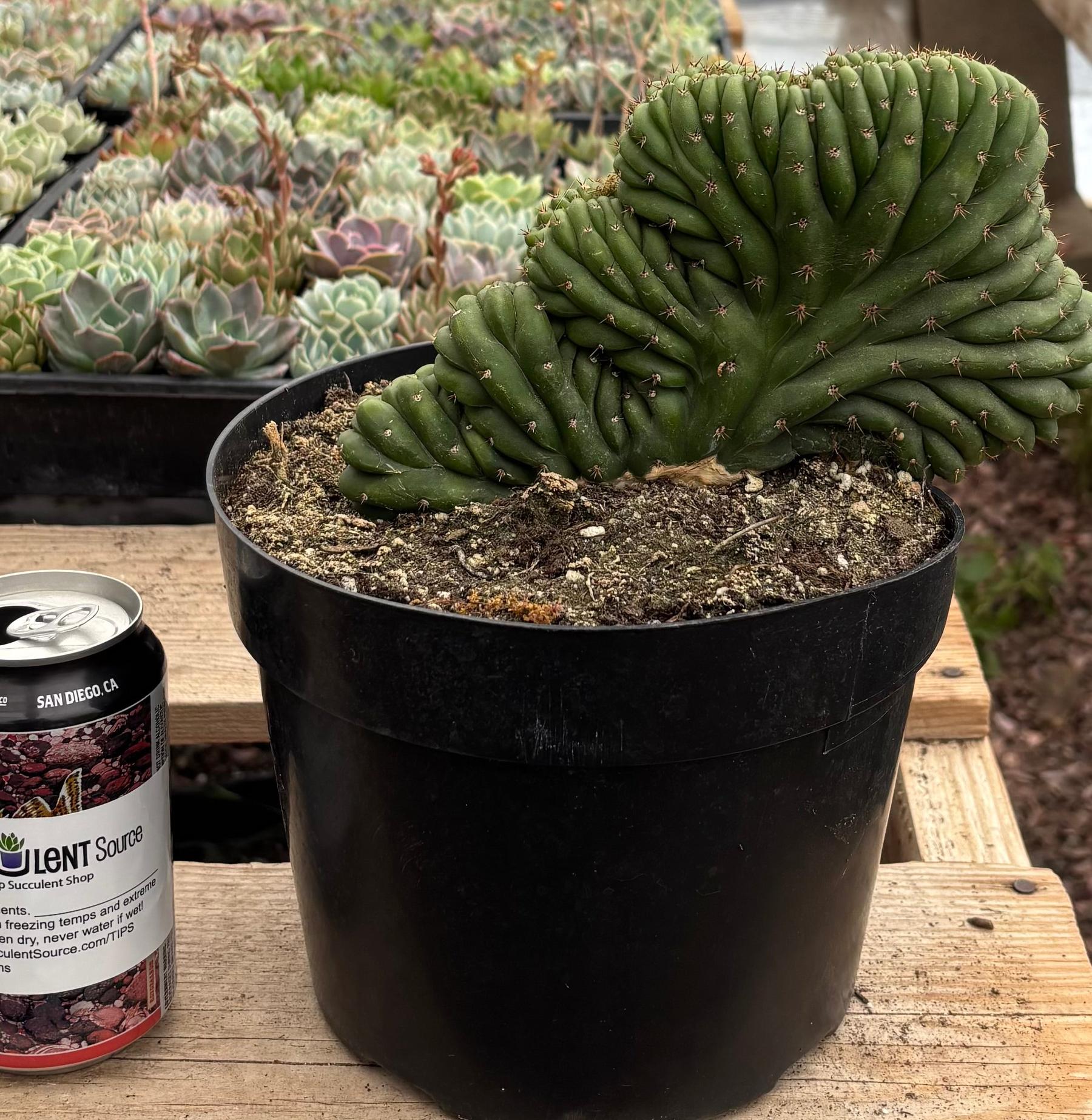 #EC139 EXACT Trichocereus Pachanoi San Pedro Crested Cactus in 8"-Cactus - Large - Exact-The Succulent Source