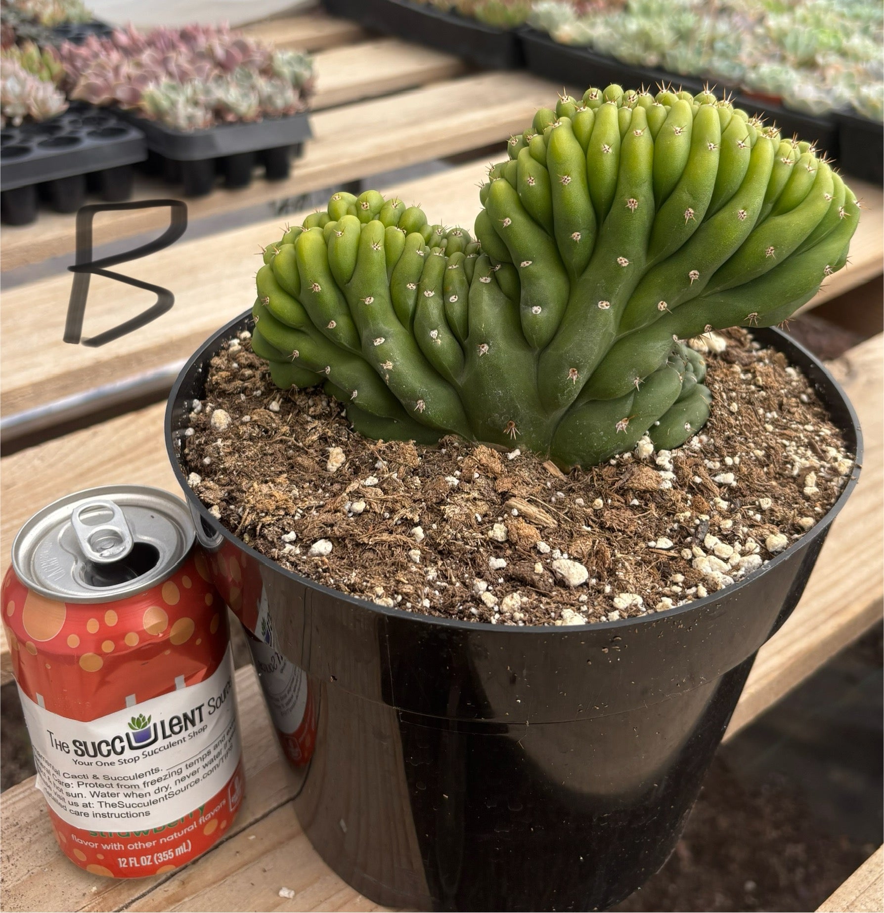 #EC139 EXACT Trichocereus Pachanoi San Pedro Crested Cactus in 8"-Cactus - Large - Exact-The Succulent Source