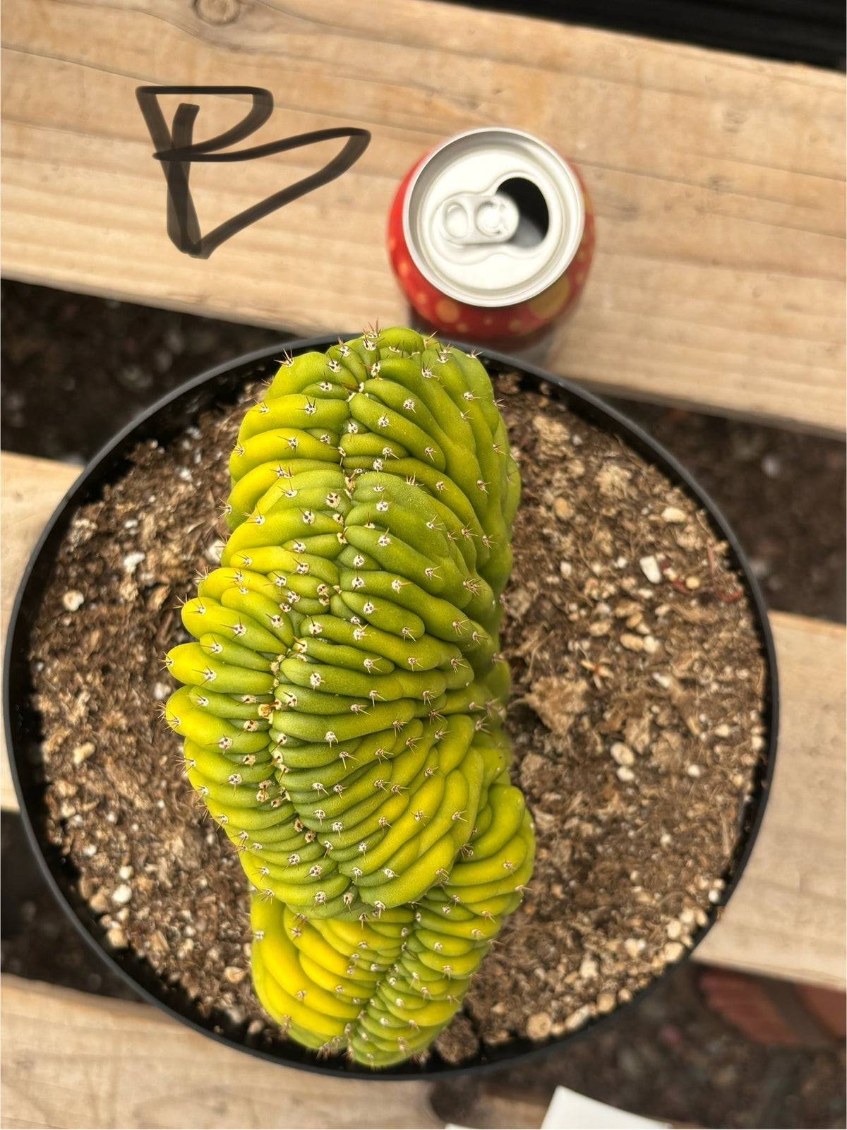 #EC139 EXACT Trichocereus Pachanoi San Pedro Crested Cactus in 8"-Cactus - Large - Exact-The Succulent Source