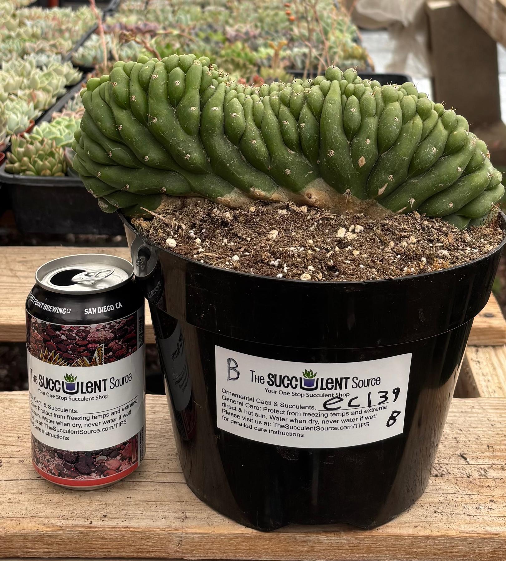 #EC139 EXACT Trichocereus Pachanoi San Pedro Crested Cactus in 8"-Cactus - Large - Exact-The Succulent Source