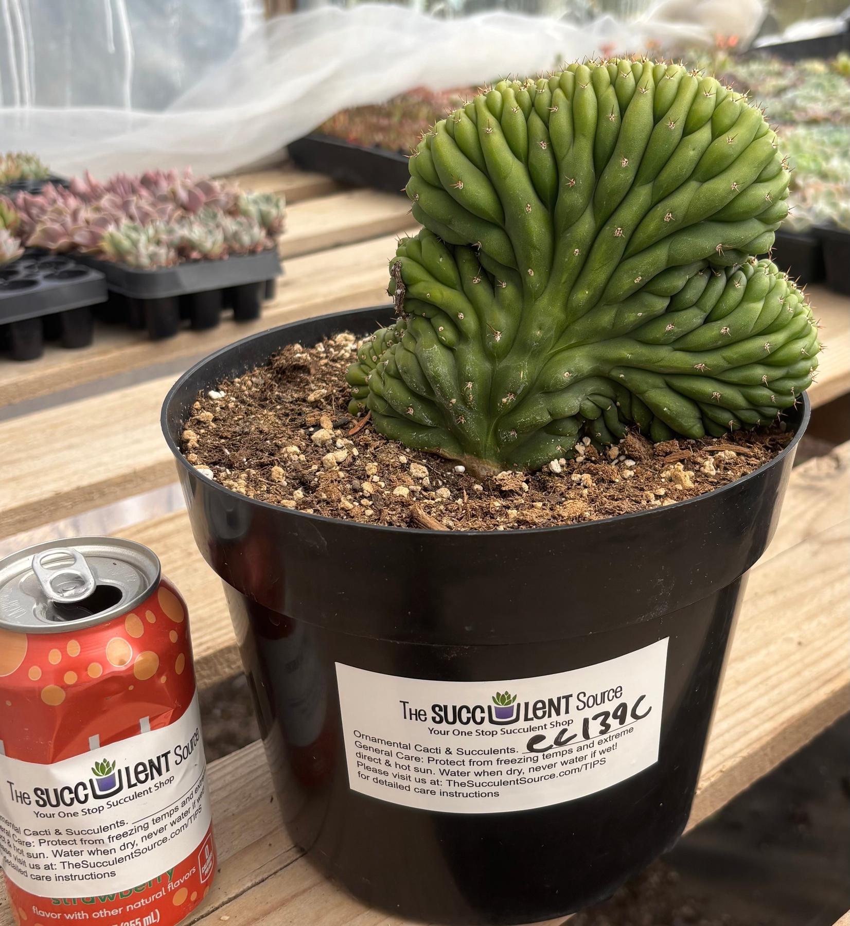 #EC139 EXACT Trichocereus Pachanoi San Pedro Crested Cactus in 8"-Cactus - Large - Exact-The Succulent Source