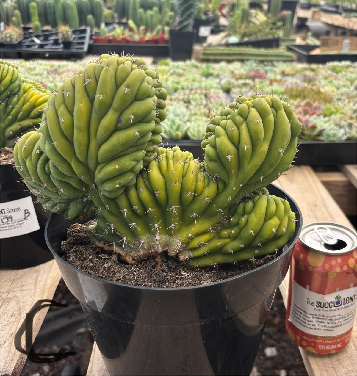 #EC139 EXACT Trichocereus Pachanoi San Pedro Crested Cactus in 8"-Cactus - Large - Exact-The Succulent Source