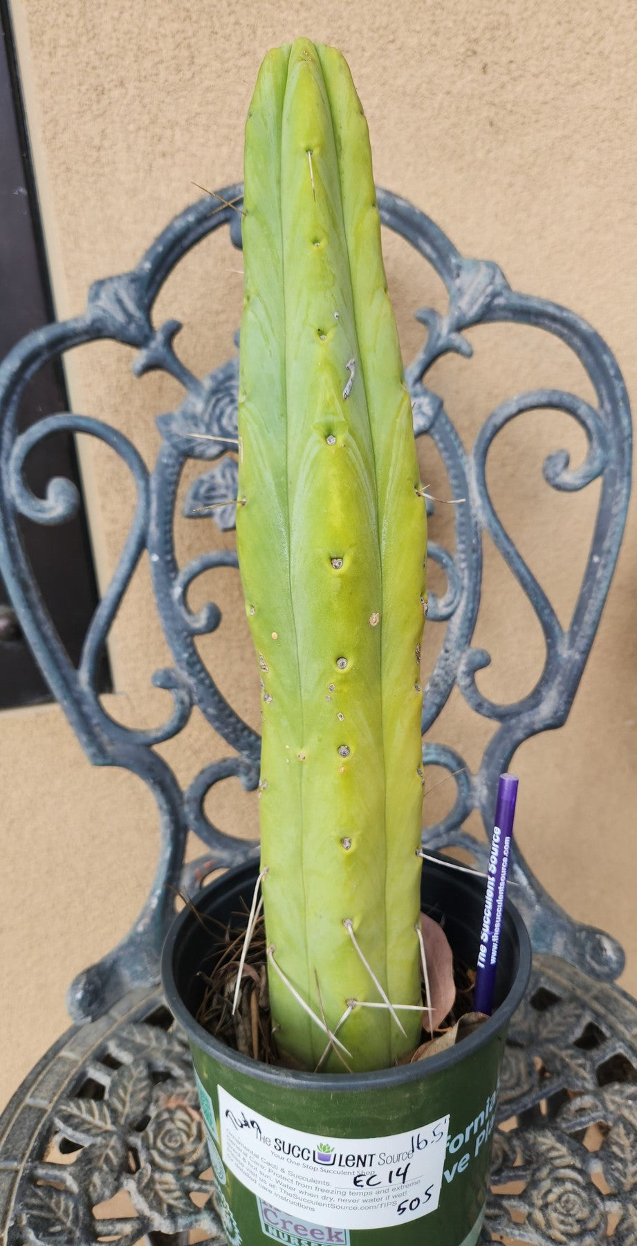 #EC14 Exact Trichocereus Bridgesii "Jiimz Twin Spine" Cactus 16.5”-Cactus - Large - Exact-The Succulent Source