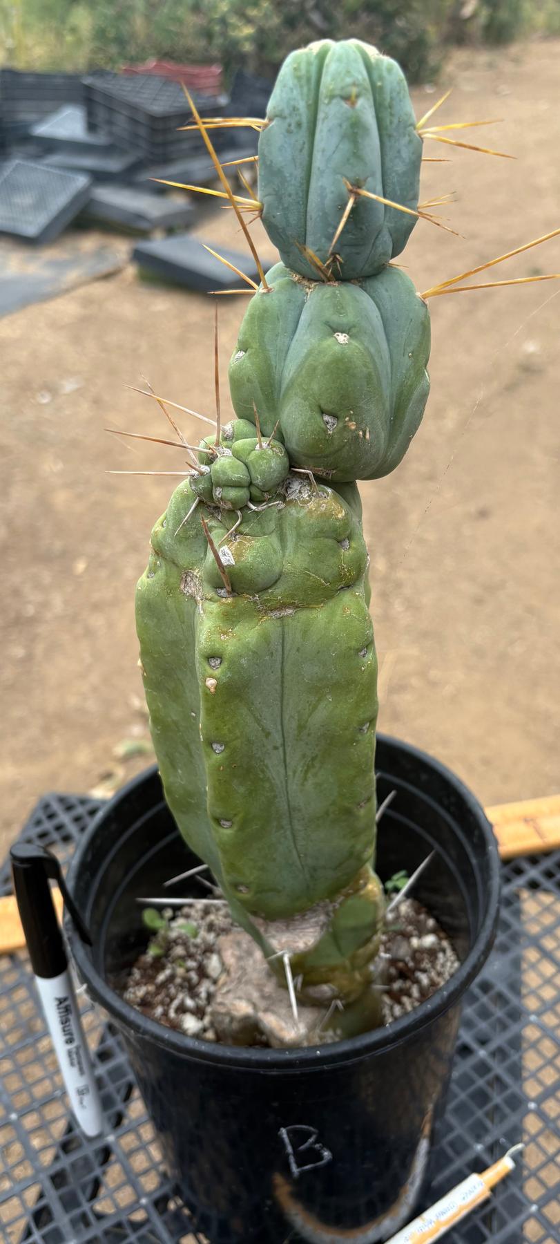 #EC14 Exact Trichocereus Bridgesii "Jiimz Twin Spine" Potted Cactus A-E-Cactus - Large - Exact-The Succulent Source