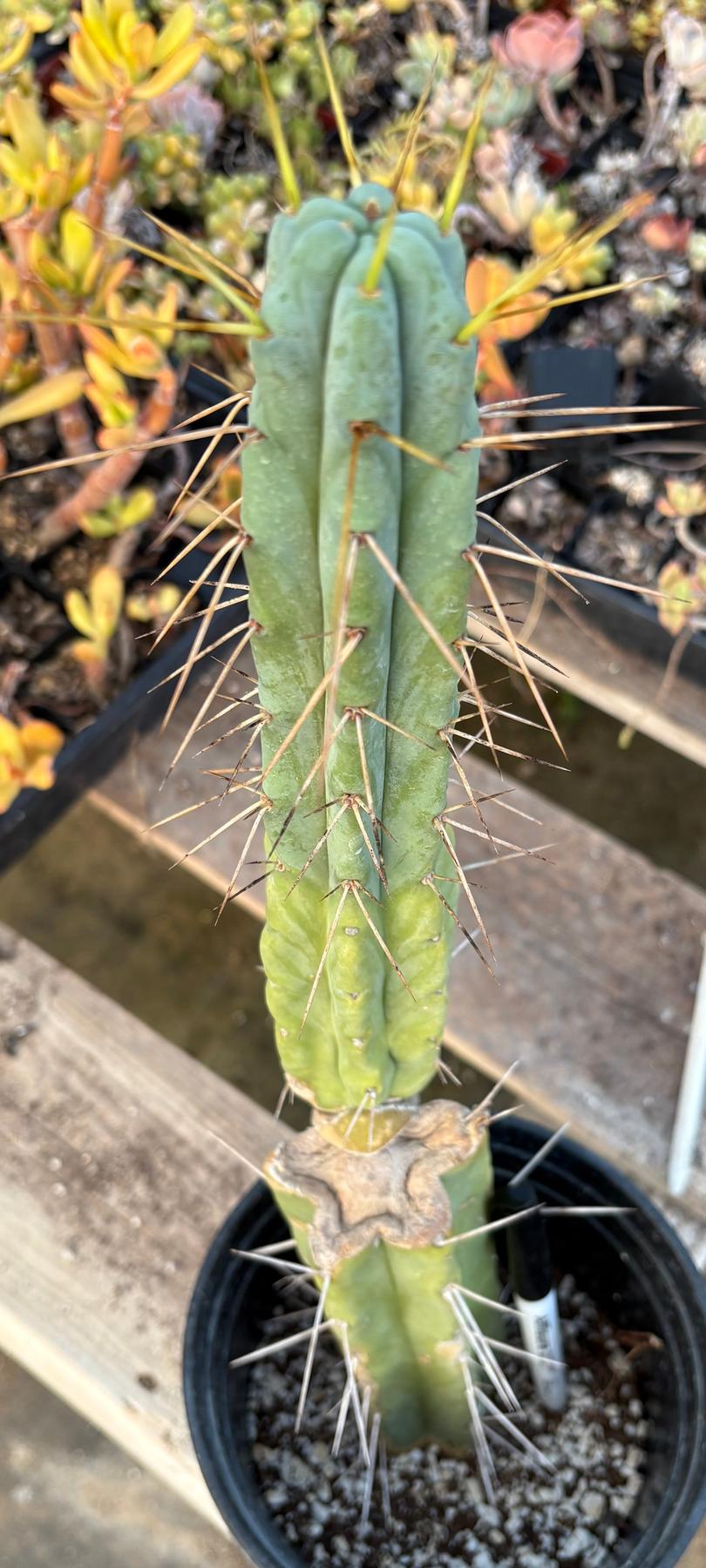 #EC14 Exact Trichocereus Bridgesii "Jiimz Twin Spine" Potted Cactus A-E-Cactus - Large - Exact-The Succulent Source