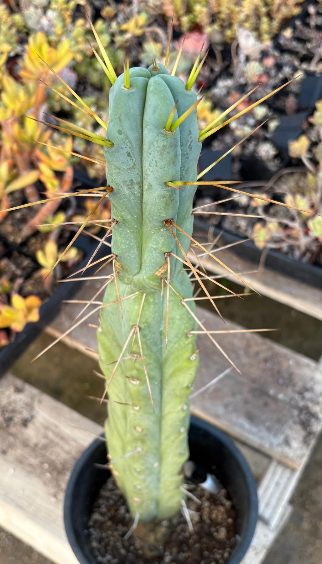 #EC14 Exact Trichocereus Bridgesii "Jiimz Twin Spine" Potted Cactus A-E-Cactus - Large - Exact-The Succulent Source