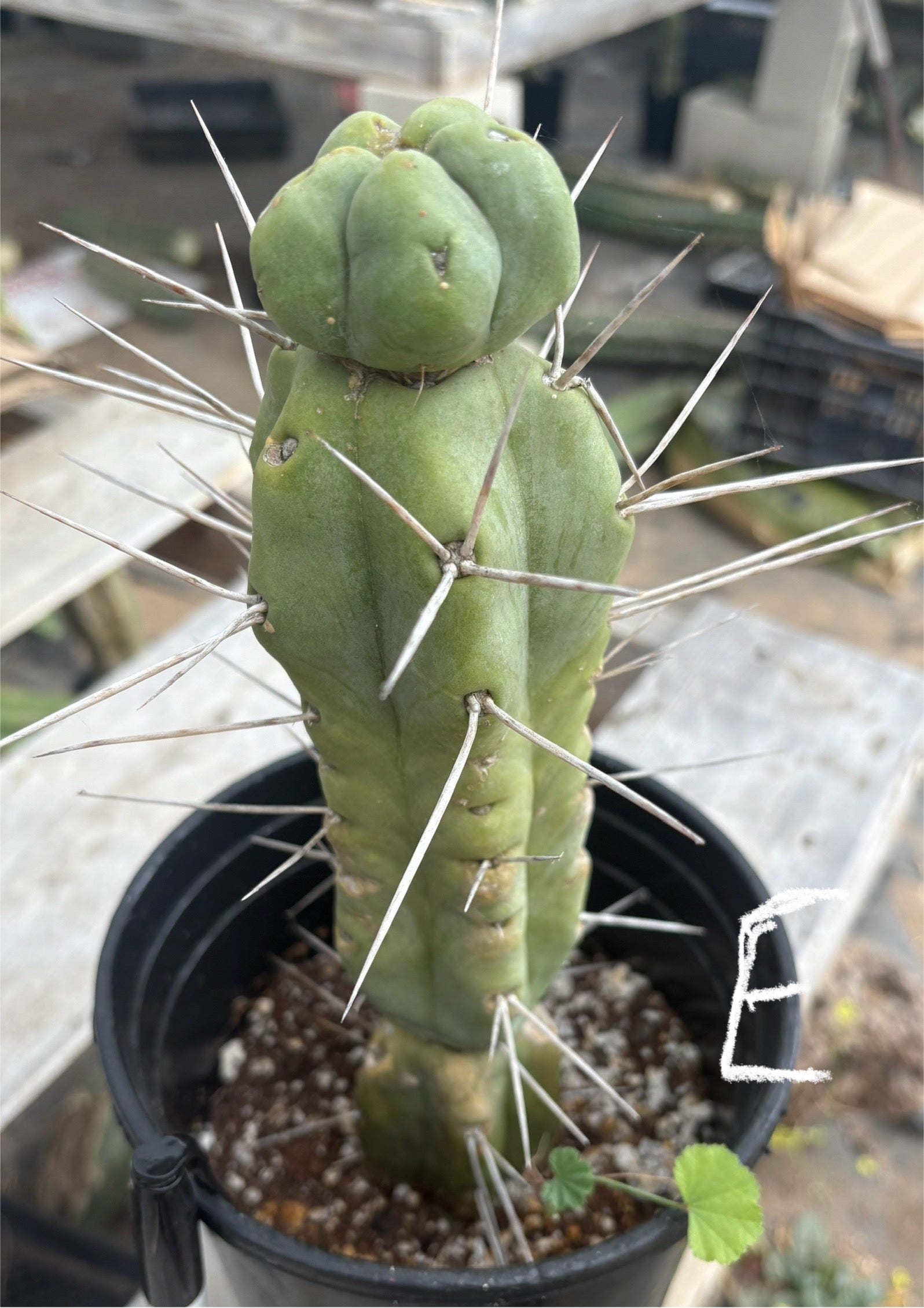 #EC14 Exact Trichocereus Bridgesii "Jiimz Twin Spine" Potted Cactus A-E-Cactus - Large - Exact-The Succulent Source