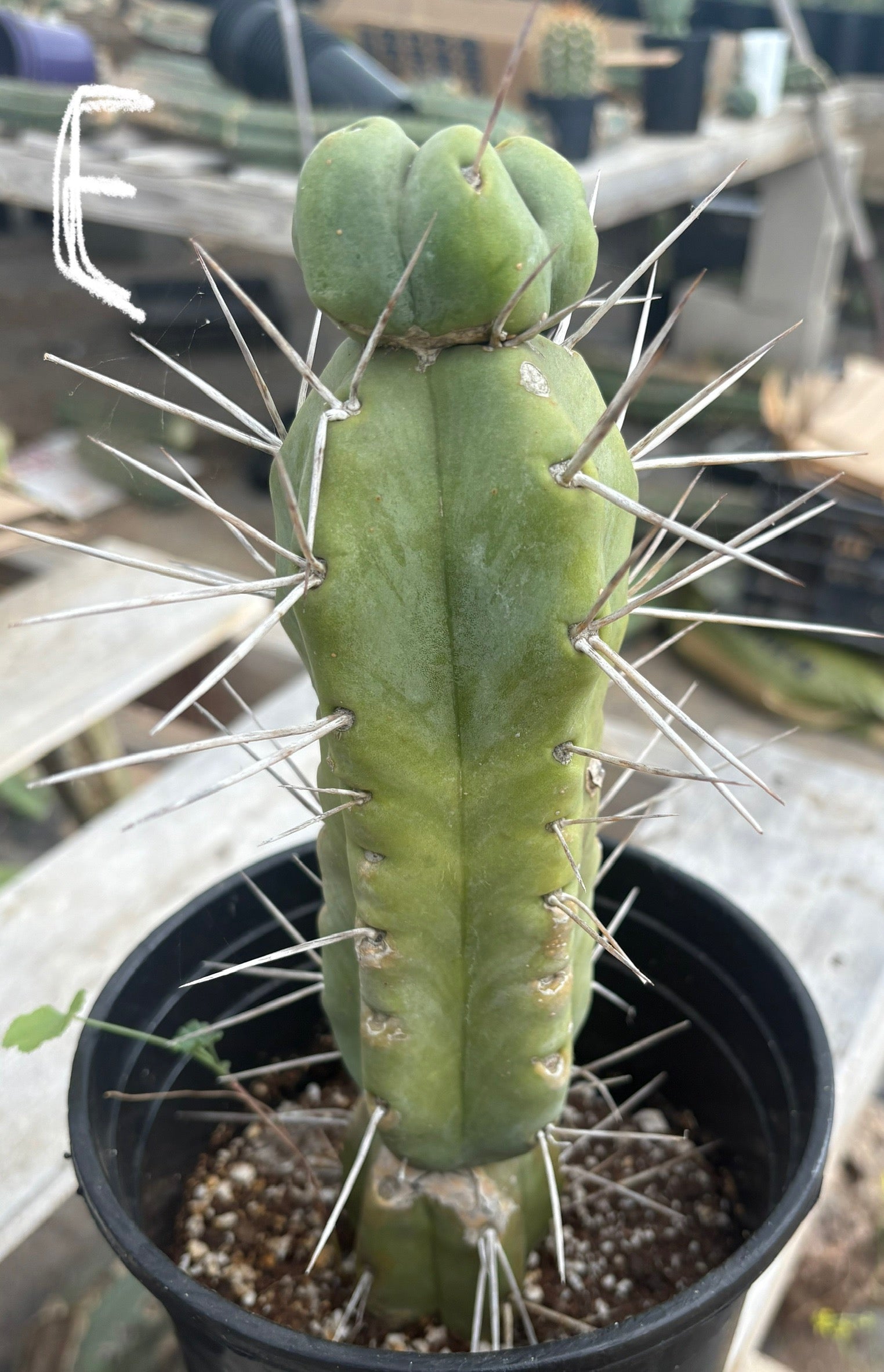 #EC14 Exact Trichocereus Bridgesii "Jiimz Twin Spine" Potted Cactus A-E-Cactus - Large - Exact-The Succulent Source